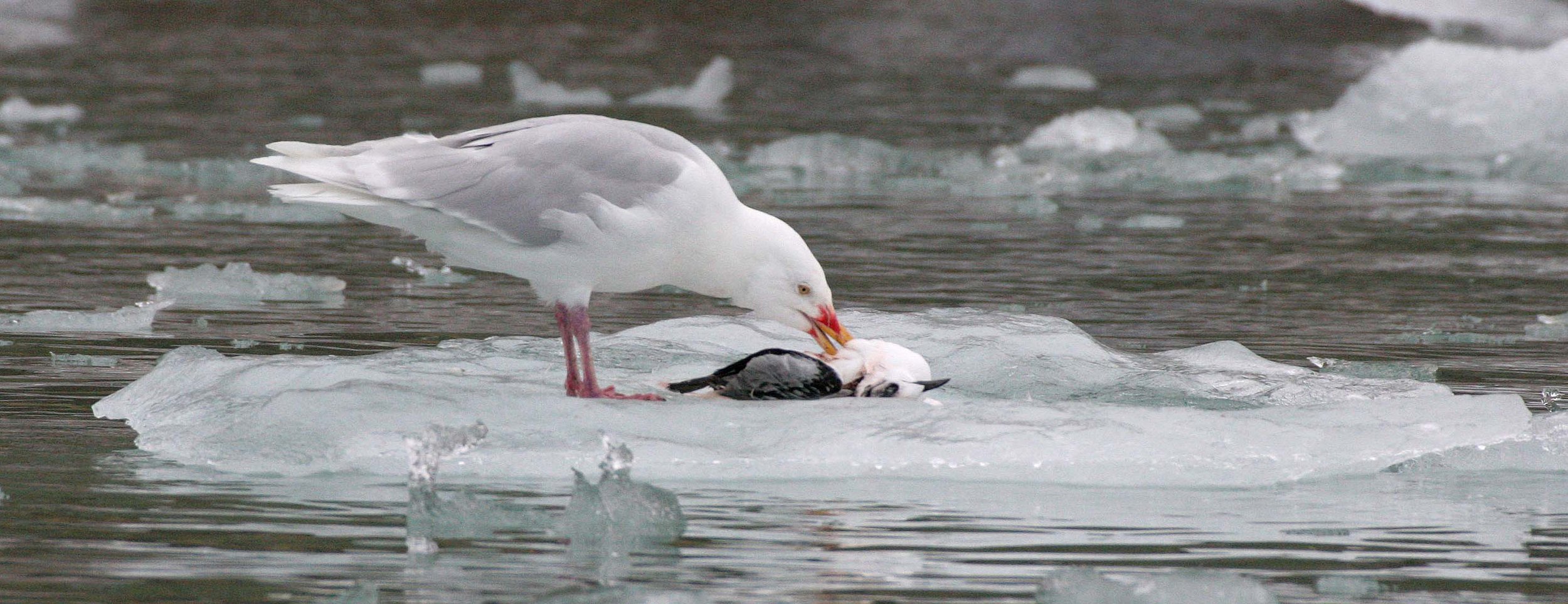 BIRD - GULL - GLAUCOUS GULL - SVALBARD (7).jpg