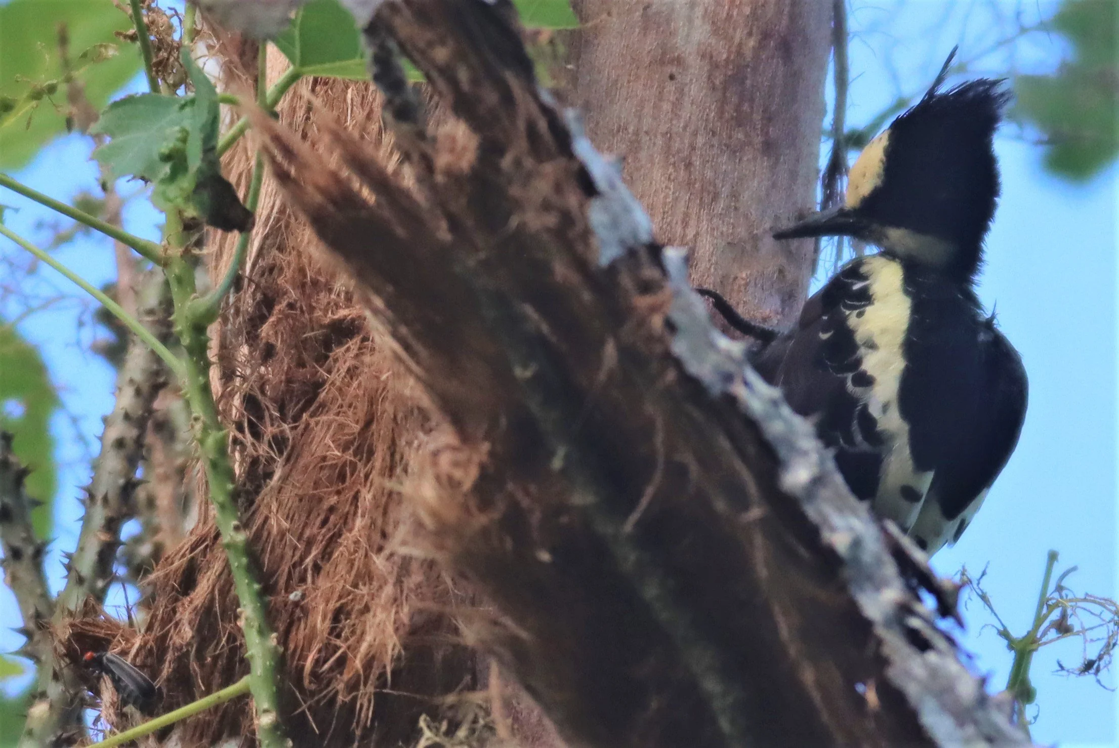 WOODPECKER - HEART-SPOTTED WOODPECKER - Hemicircus canente - KHAO YAI NATIONAL PARK (4).jpg