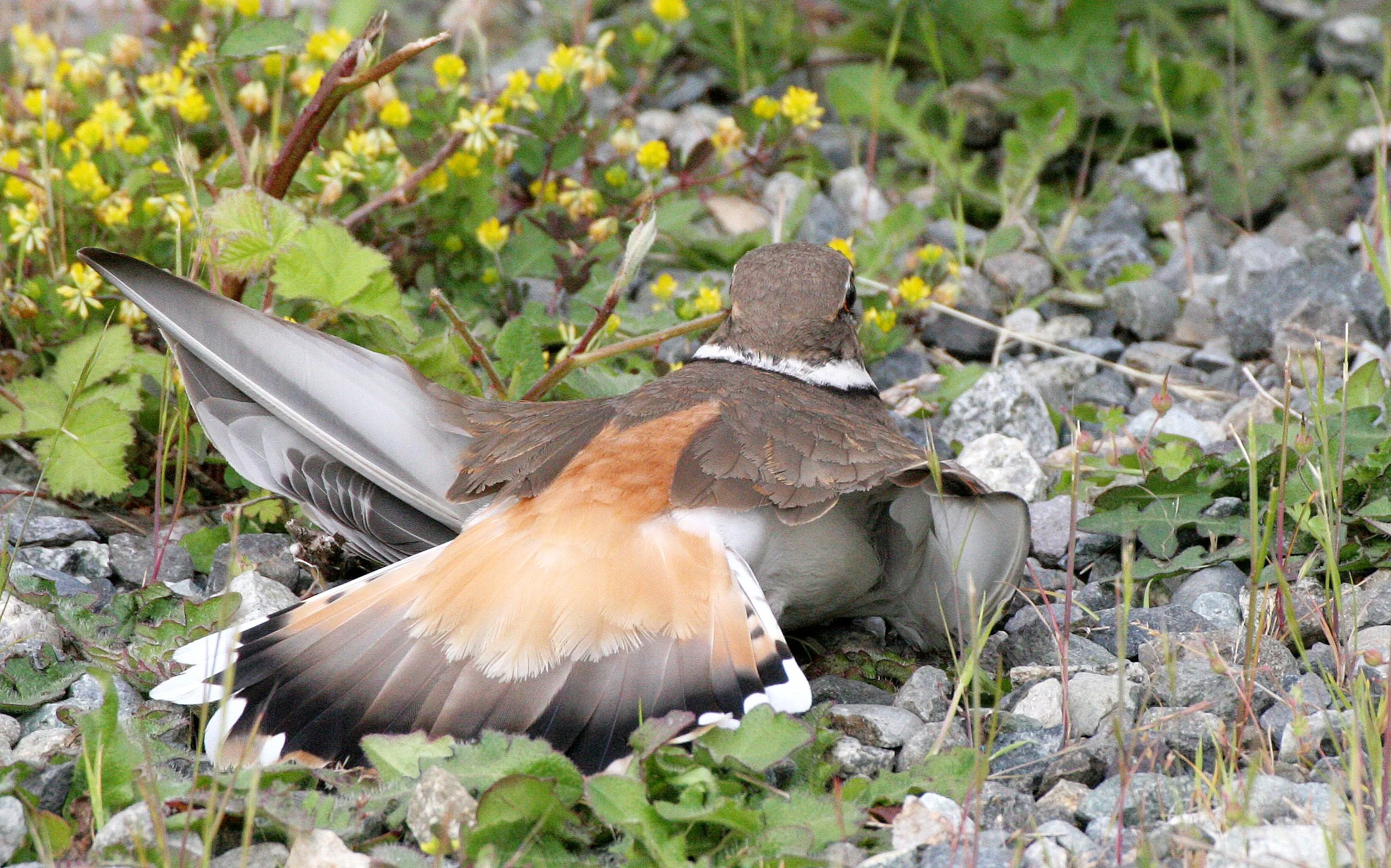BIRD - KILLDEER - SEQUIM WA (9).JPG