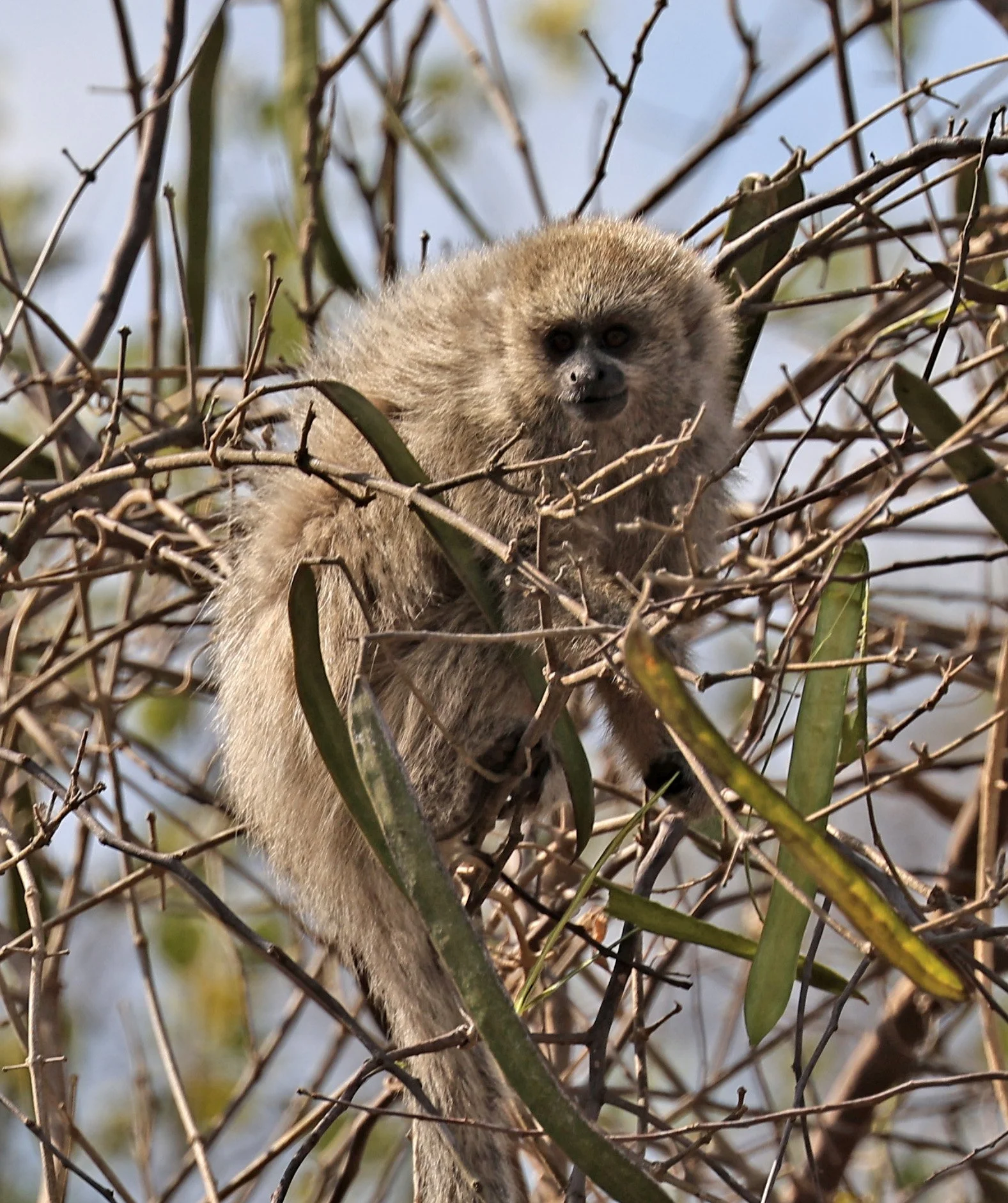 Chacoan Titi (Plecturocebus pallescens) Agua Dulce Paraguay (1).jpg