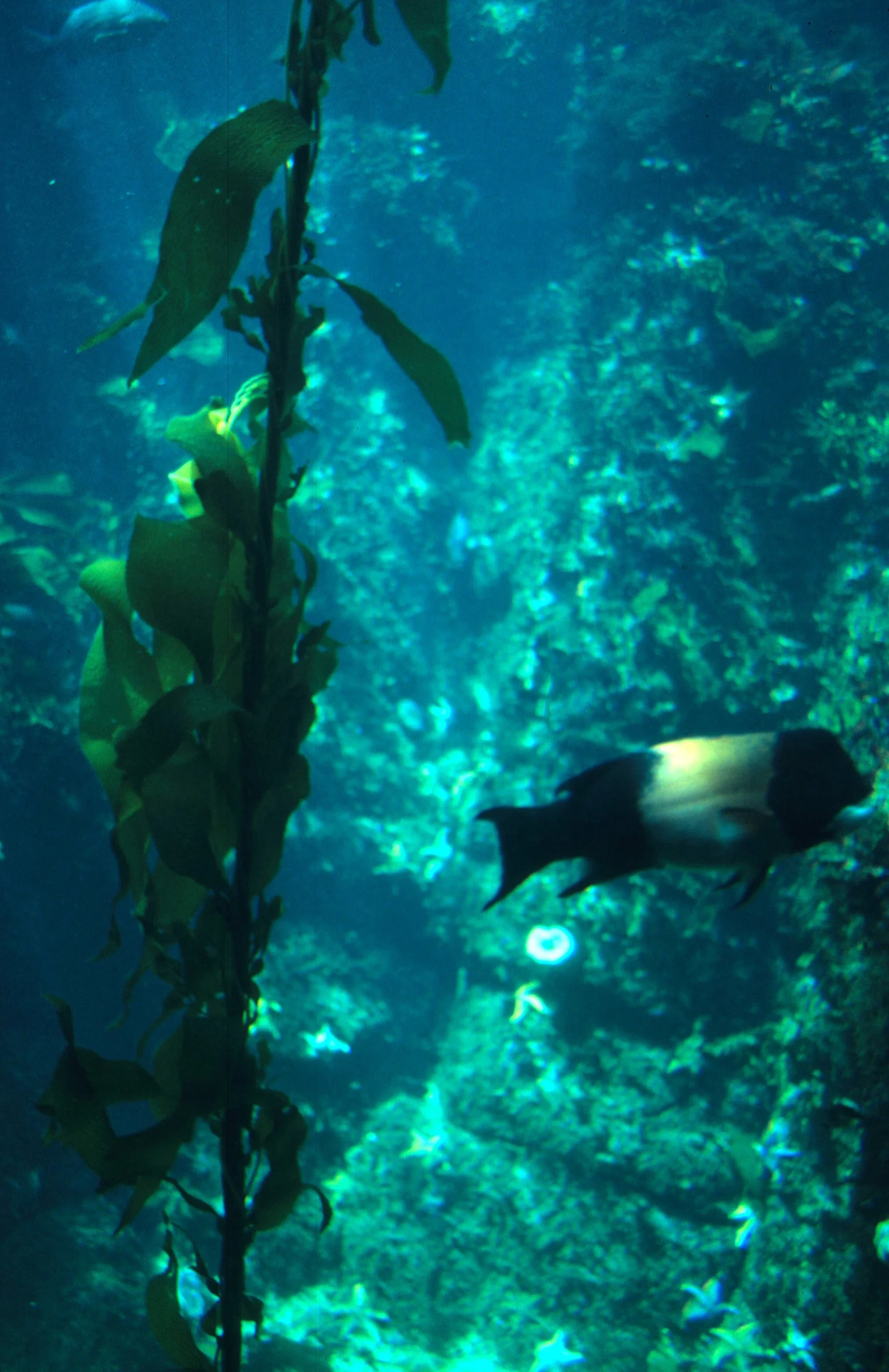 CALIFORNIA - MONTERREY - KELP FOREST .jpg