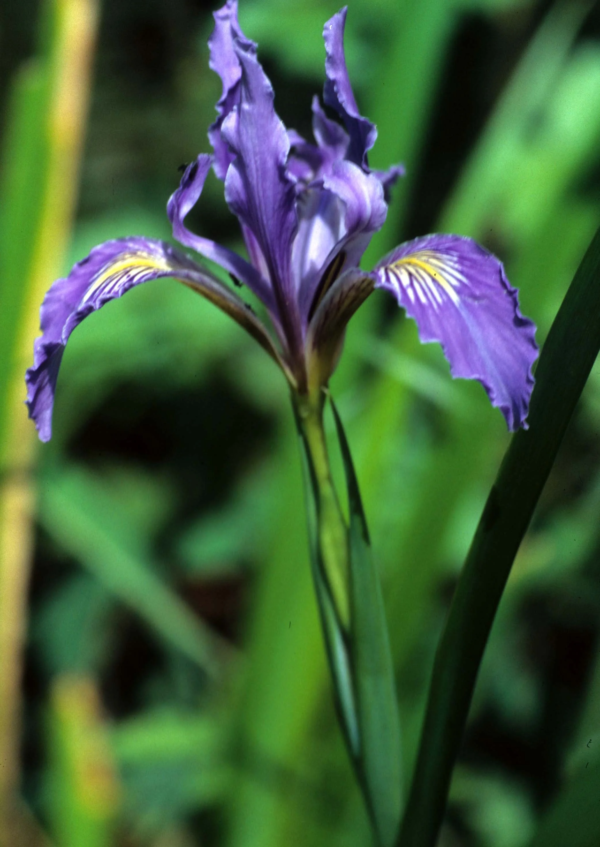 CALIFORNIA - REDWOODS NP - LILIACEAE - IRIS DOUGLASII (4).jpg