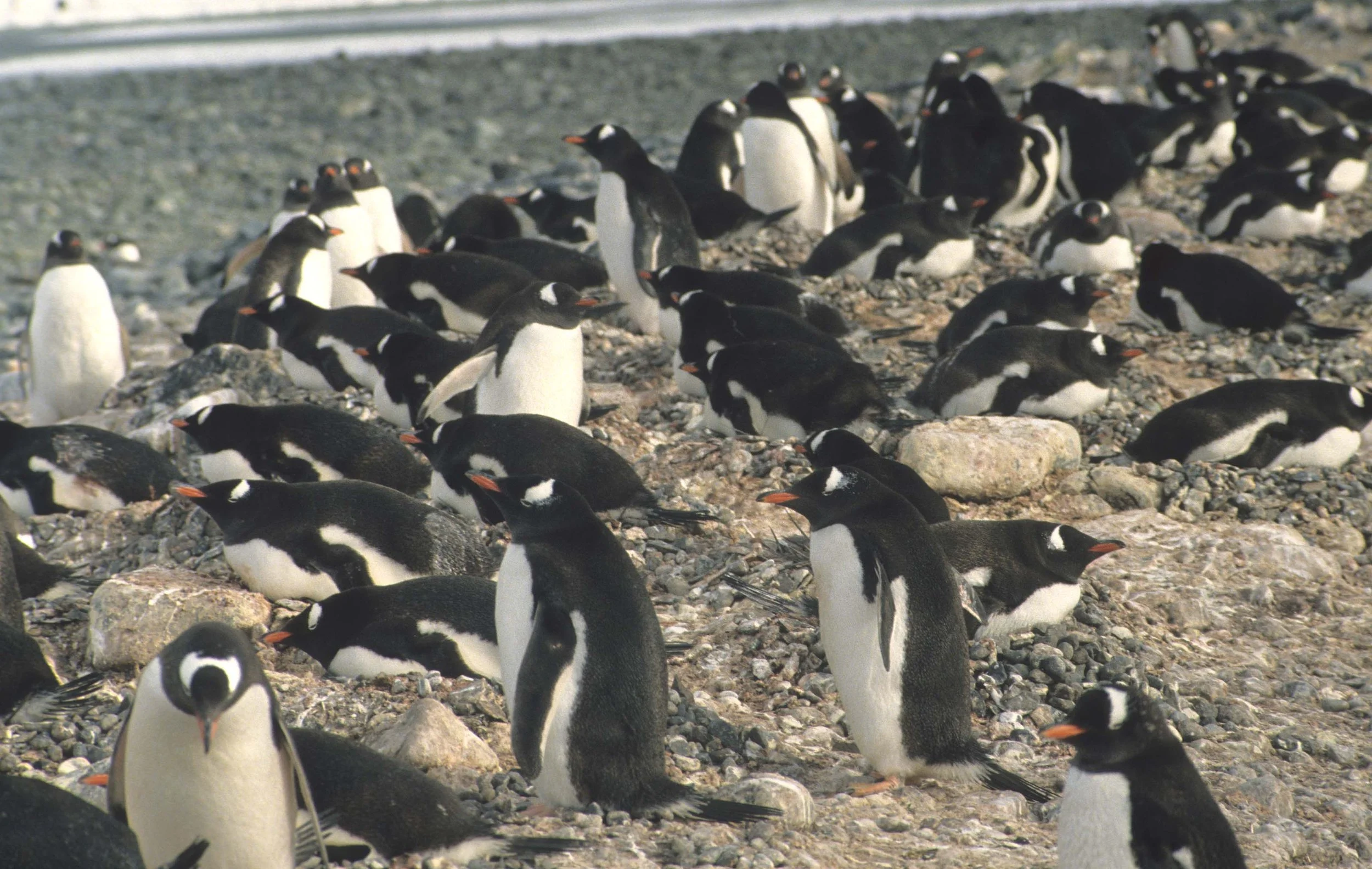 Gentoo Penguin (Pygoscelis papua) Antarctic Peninsula scanned slides 1996 (9).jpg