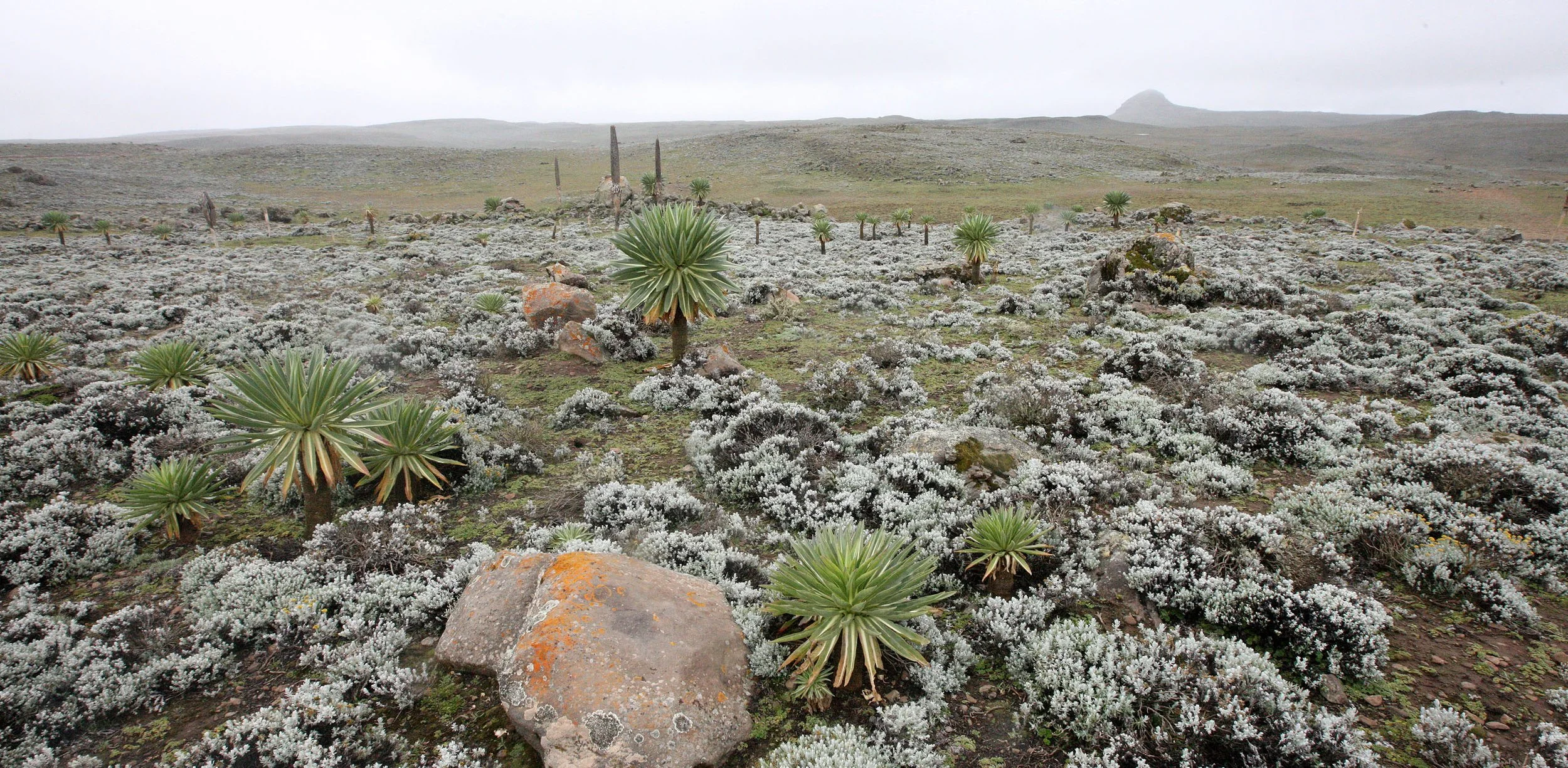 BALE MOUNTAINS NATIONAL PARK ETHIOPIA - SANETTI PLATEAU (33).JPG