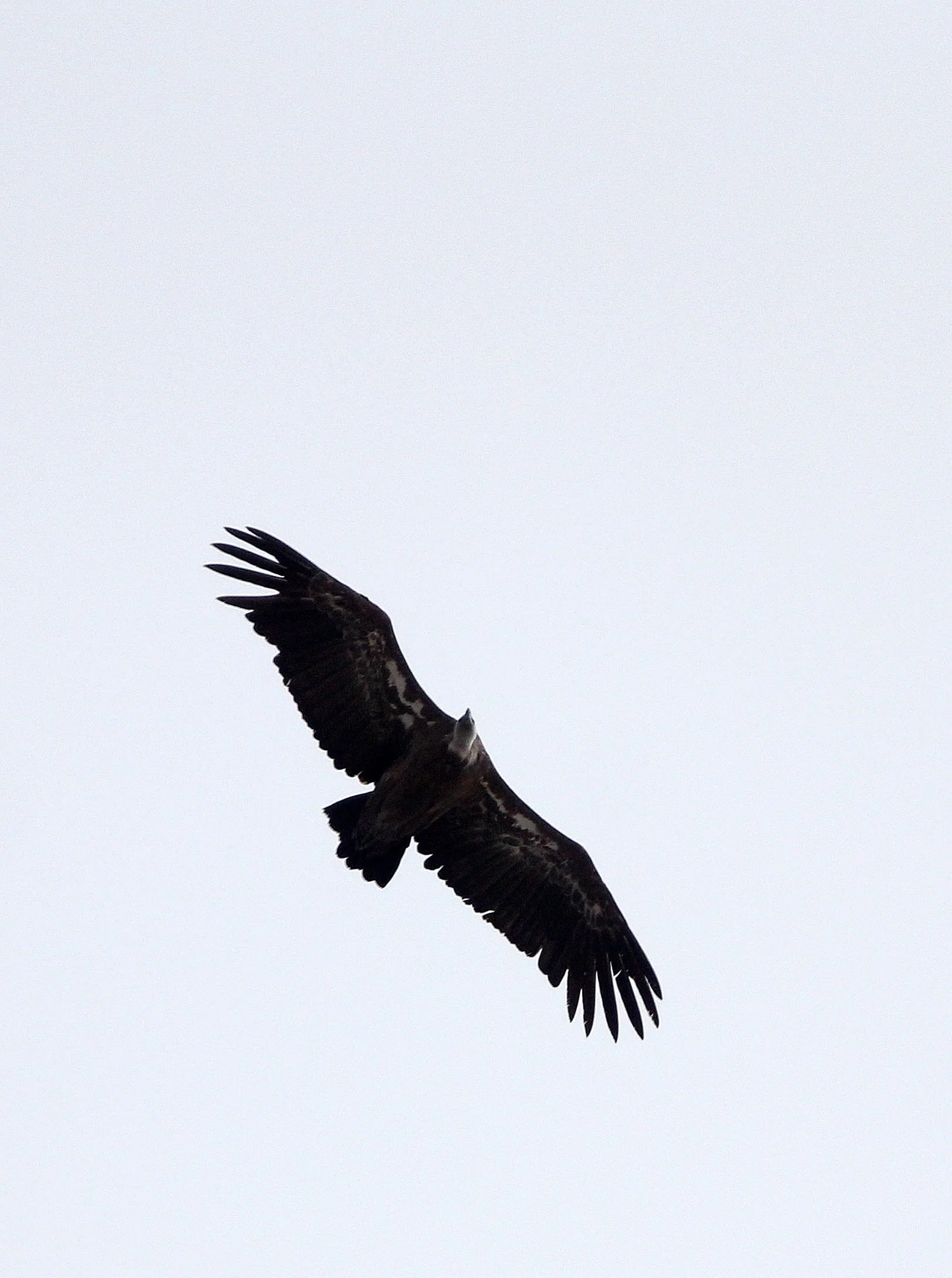 Gyps fulvus - GRIFFON (EUROPEAN GRIFFON) VULTURE - SIERRA NEVADA NATIONAL PARK SPAIN (3).JPG