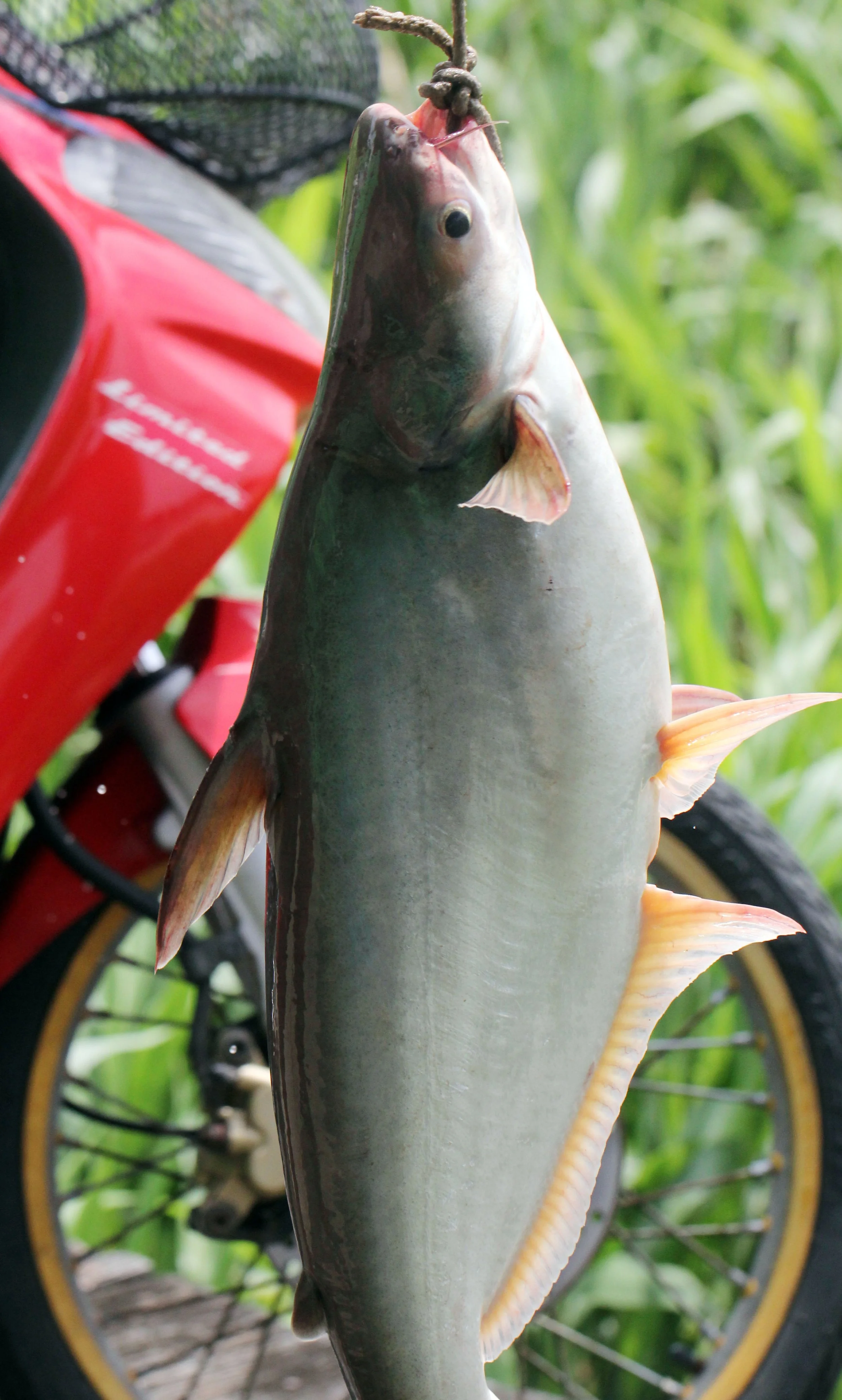 2014 Koh Kret Nonthaburi Bike Ride (137).JPG