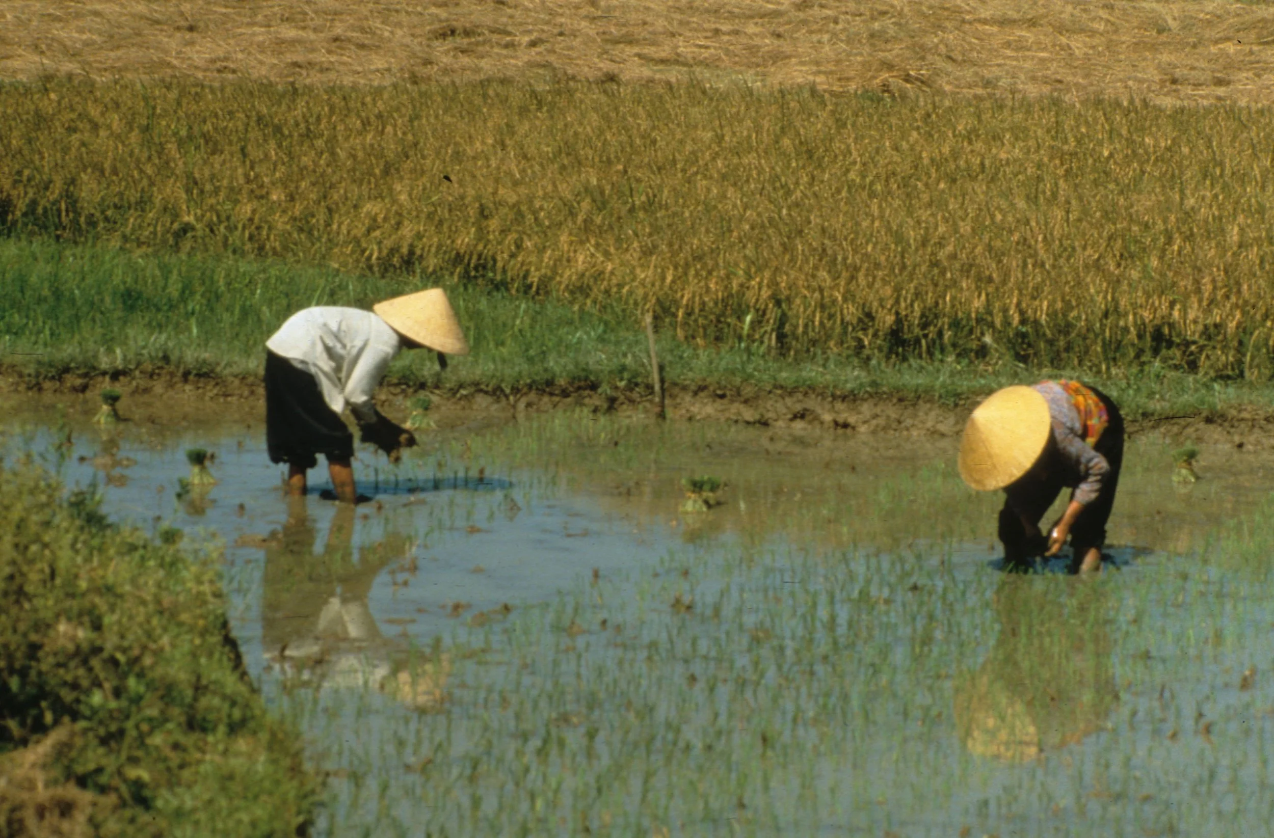 MY LAI - SEEDING RICE FIELD.jpg