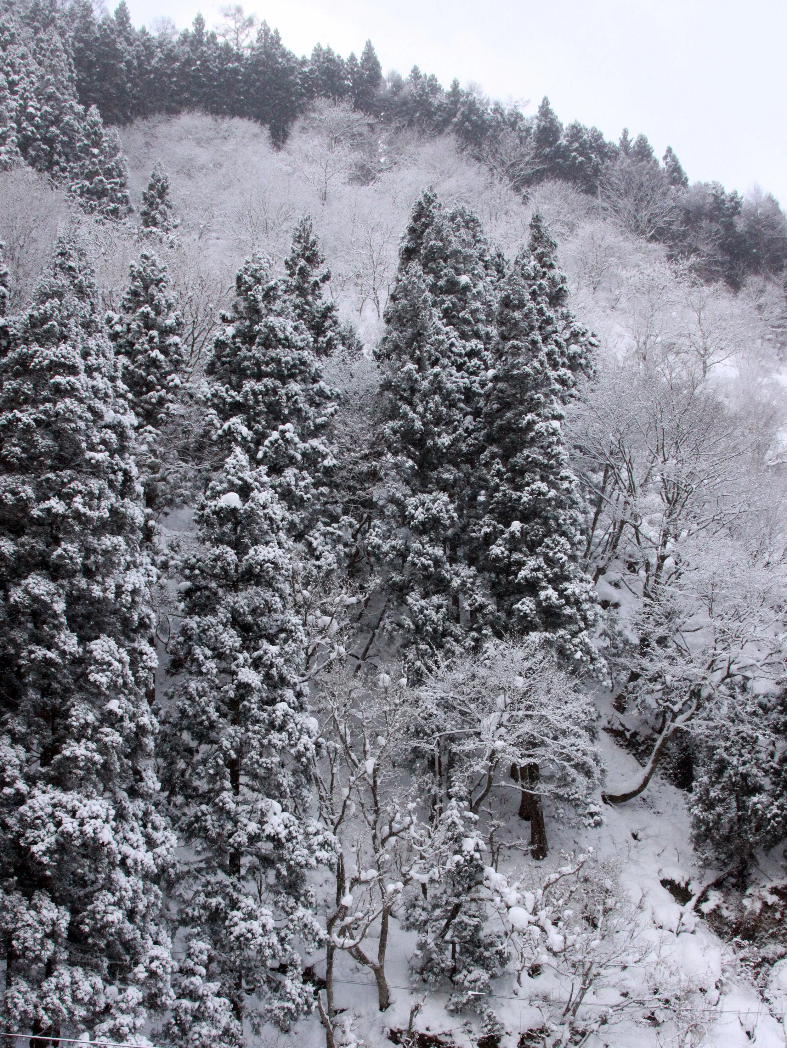 JIGOKUDANI ONSEN - NAGANO PREFECTURE JAPAN - FOREST SCENCES (9).JPG