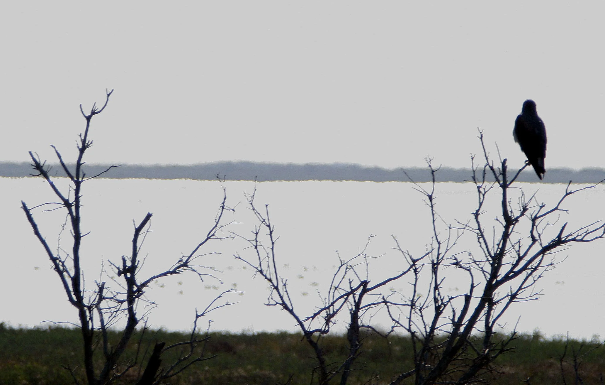 Geranoaetus albicaudatus - WHITE-TAILED HAWK - ARANSAS TEXAS (1).jpg