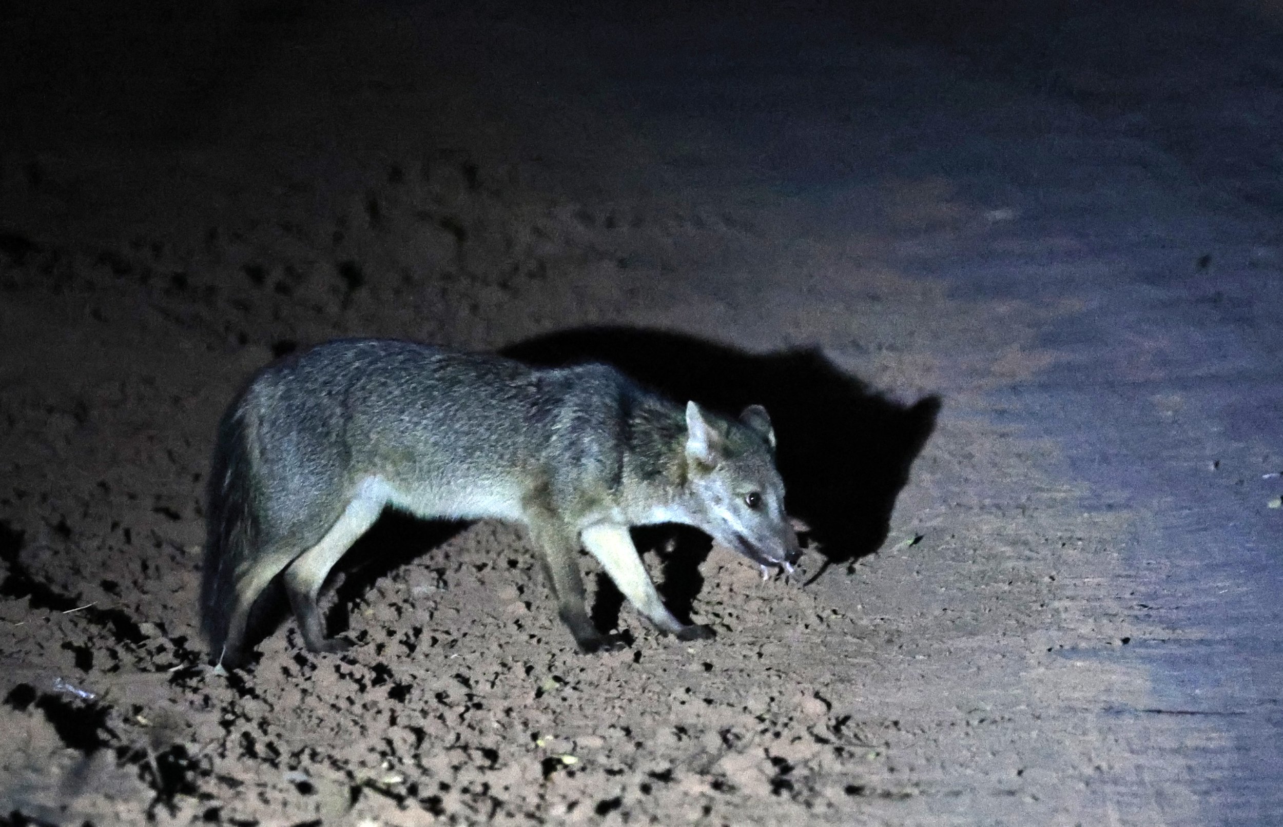 Crab-eating Fox (Cerdocyon thous) Agua Dulce Paraguay (46).jpg