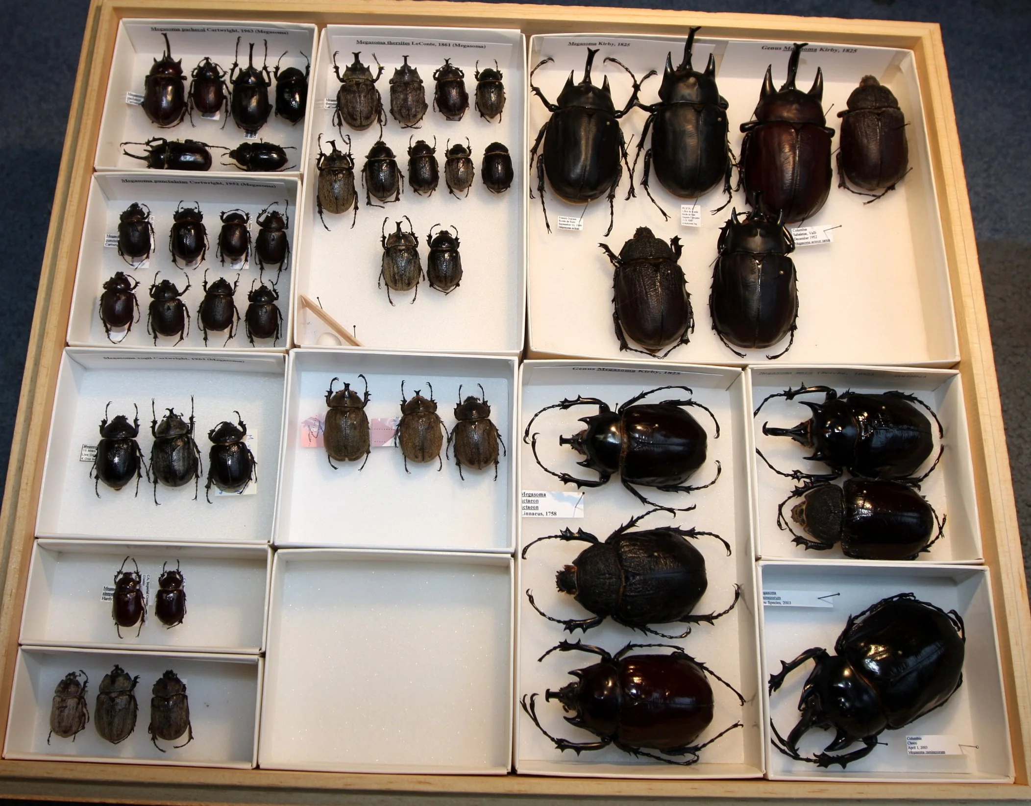 Dynastinae  Megasoma.JPG