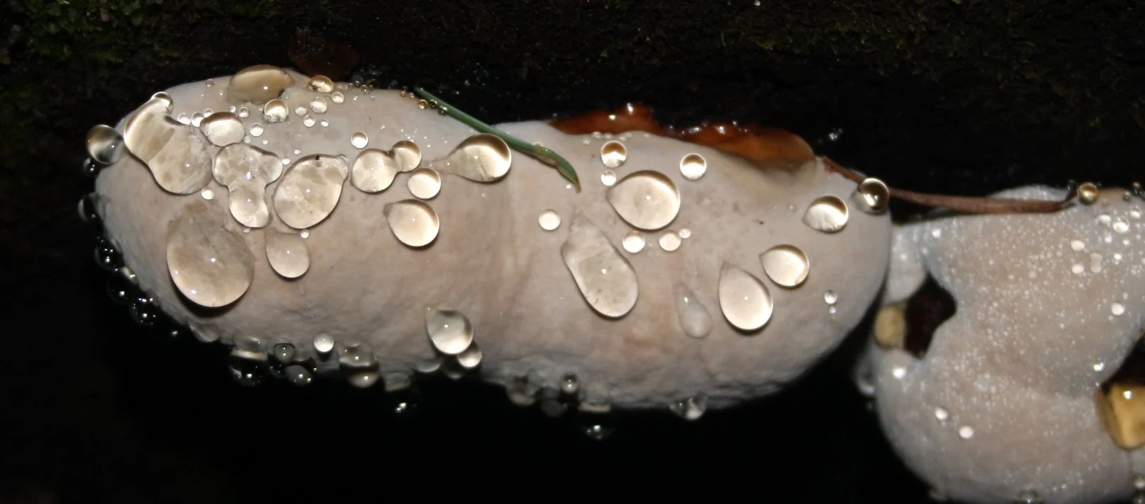 SOL DUC FALLS AND FOREST - ONP WA (77).JPG