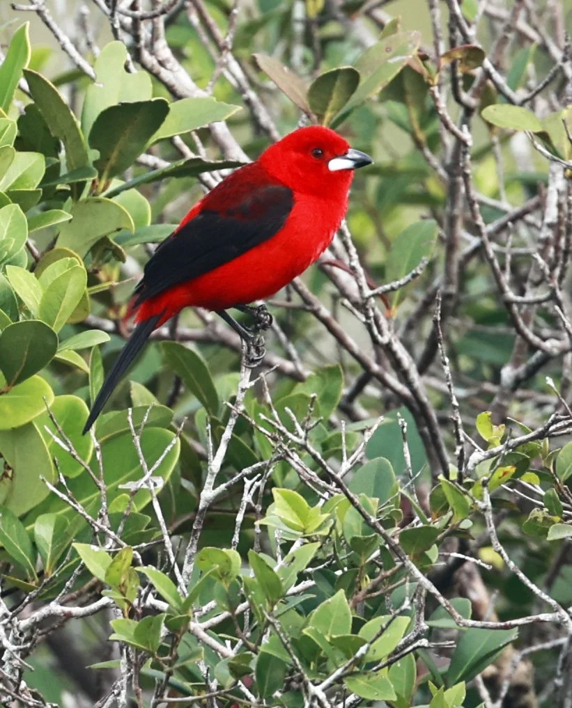 Brazilian tanager (Ramphocelus bresilia) Superagüi National Park, Brazil (5).jpg