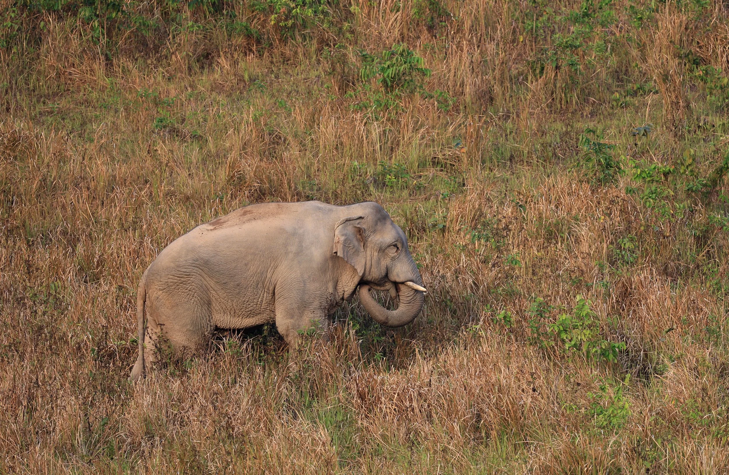 Asian Elephant (Elephas maximus) Khao Yai National Park, Thailand (121).jpg