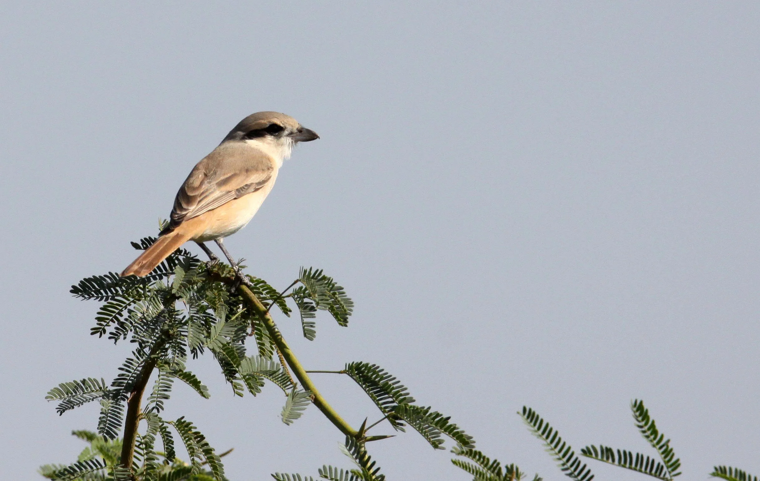 Grey-backed Shrike (Lanius tephronotus) Little Rann of Kutch Gujarat India (4).JPG