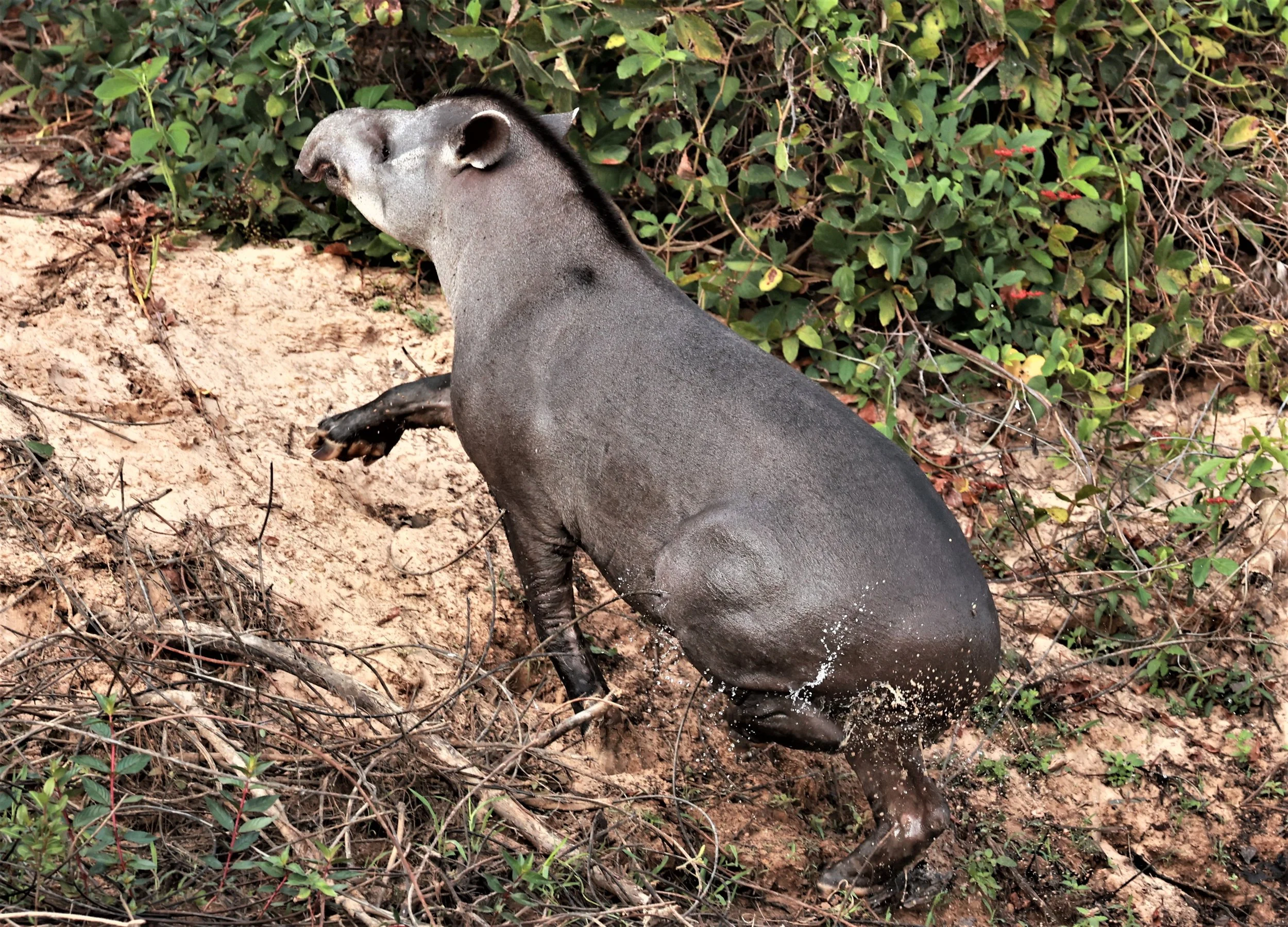 Tapirus terrestris - Brazilian or South American Tapir - Pantanal, Encontro das Águas State Park, Porto Jofre, Cuiaba River, Brazil (92).JPG