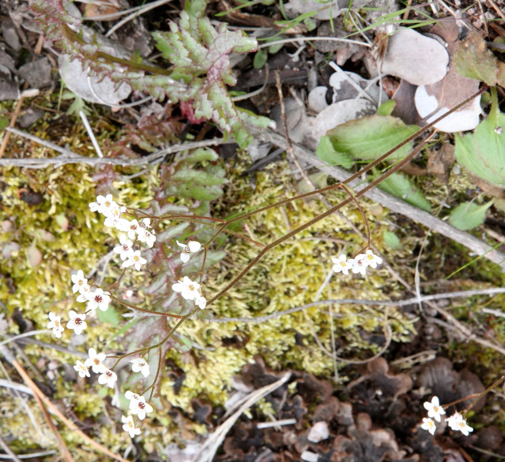 SAXIFRAGACEAE - SAXIFRAGA SPECIES - PINNACLES NATIONAL MONUMENT CALIFORNIA (41).JPG