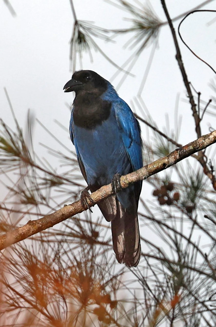 Azure Jay (Cyanocorax caeruleus) Superagui National Park, Brazil (20).jpg