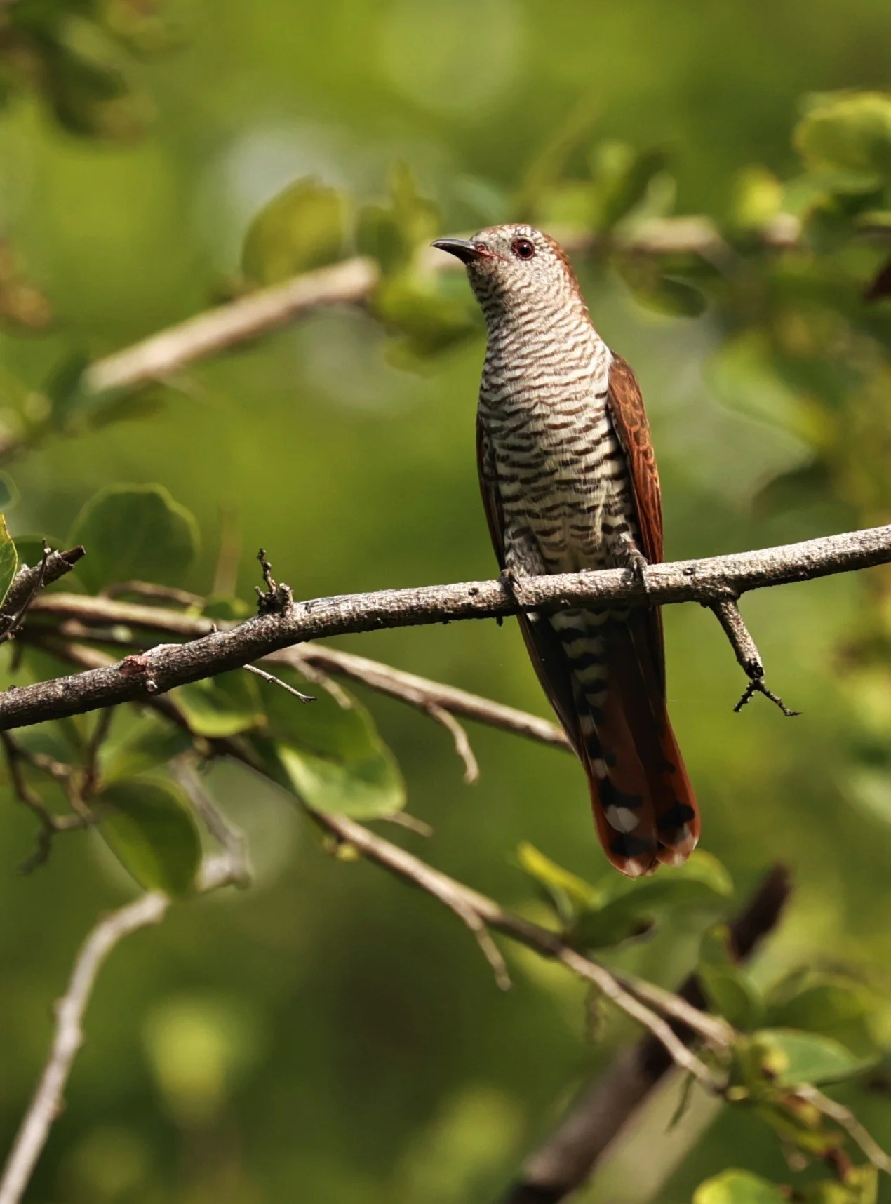 Violet Cuckoo (Chrysococcyx xanthorhynchus) Rama IX Park Bangkok (53).jpg