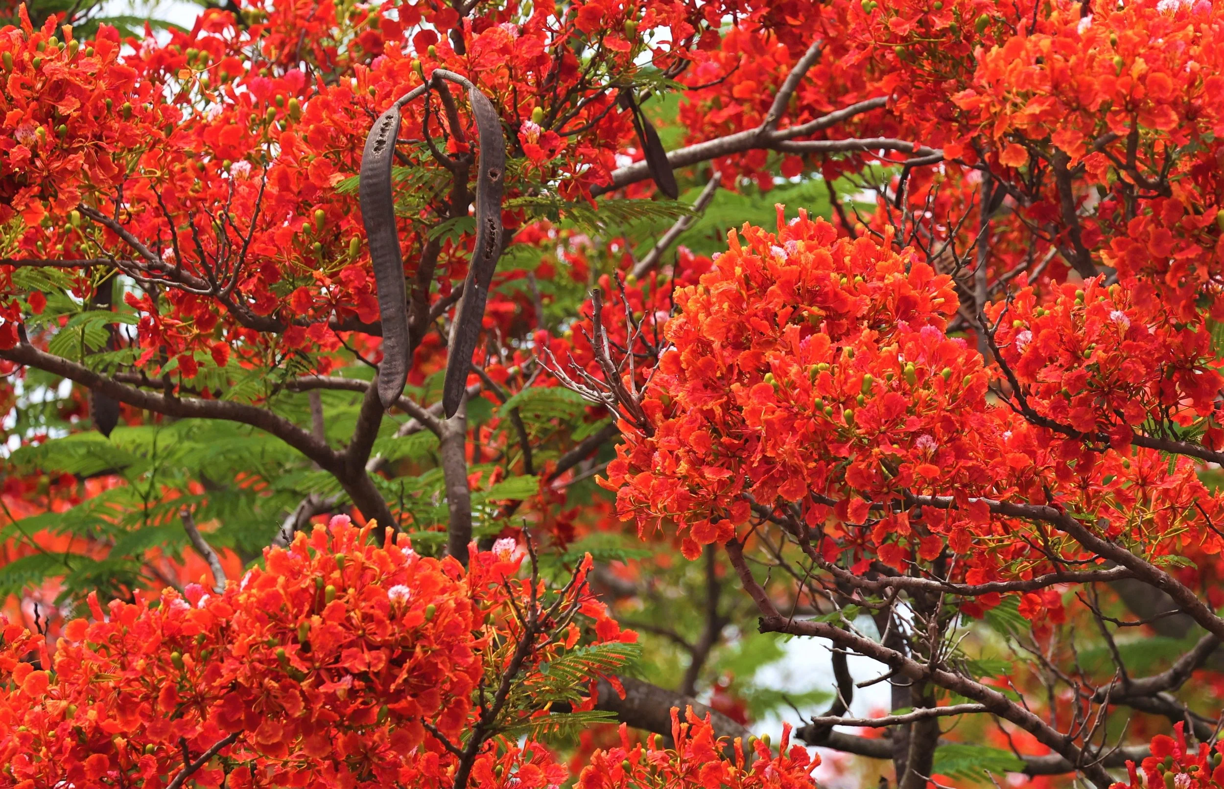 Flame of the Forest (Butea monosperma) in the Mixed Deciduous Forest of Huai Khai Khaeng