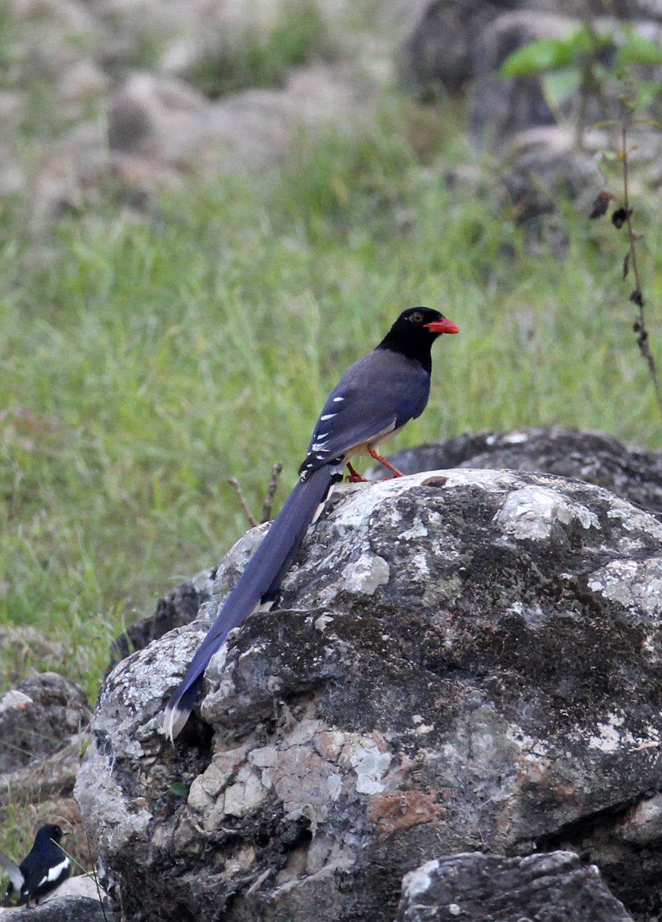 MAGPIE - BLUE MAGPIE - Urocissa erythrorhyncha - HUAI KHA KHAENG NATURE RESERVE - KAPOK KAPIEN STATION & MINERAL LICK - THAILAND (16).JPG