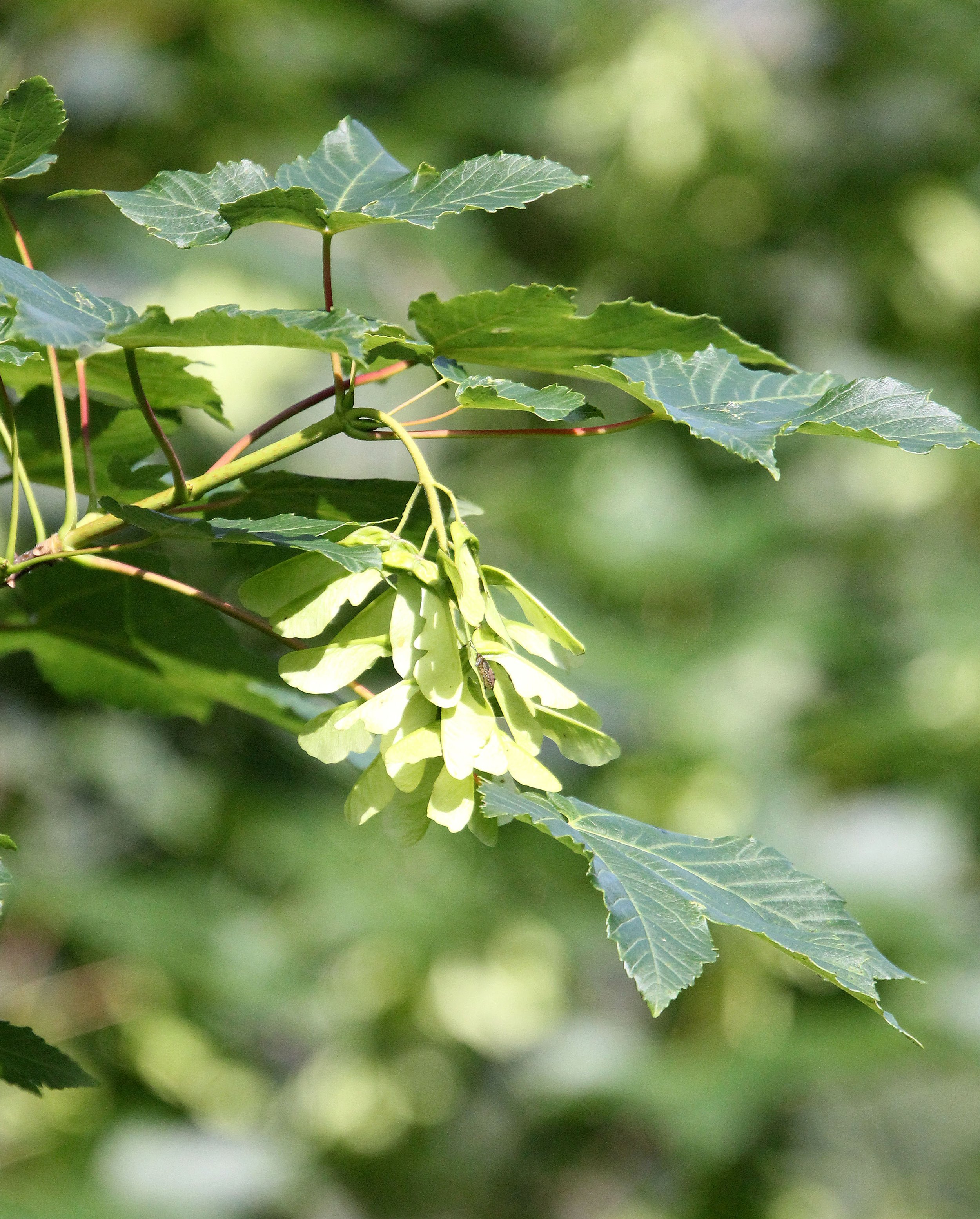 VERCORS NATIONAL PARK FRANCE (12).JPG