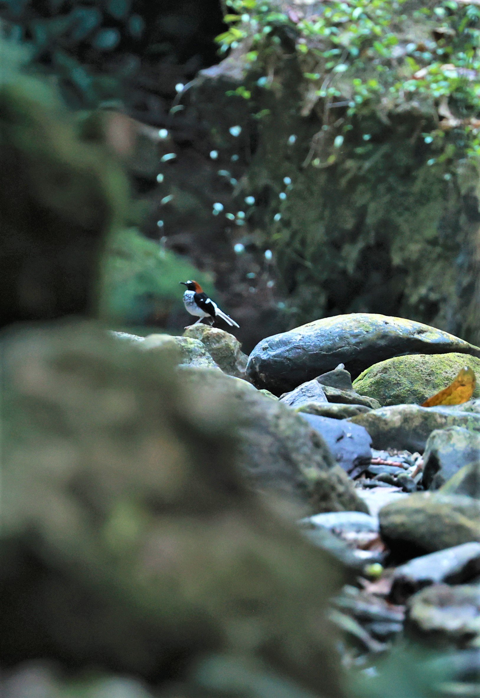 FORKTAIL - Chestnut-naped Forktail - Enicurus ruficapillus - Si Phang Nga National Park, Thailand Feb 18-19, 2023 (26).jpg