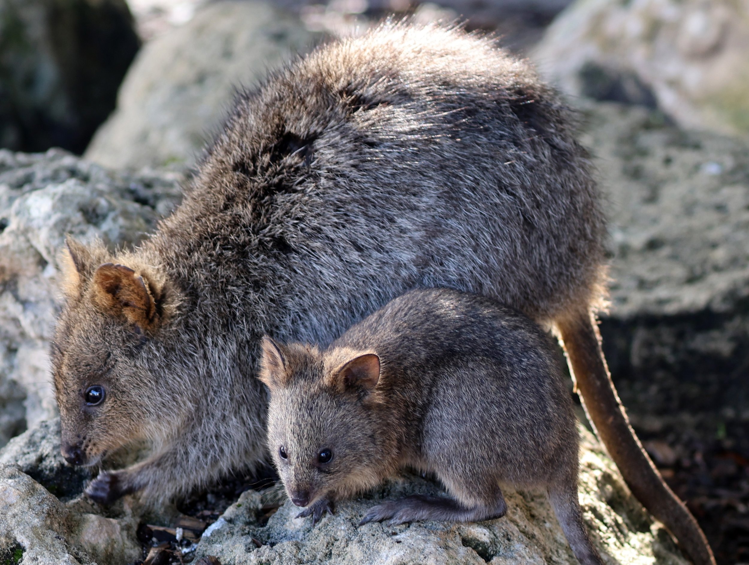 Quokka (Setonix brachyurus) Rottnest Island - Western Australia