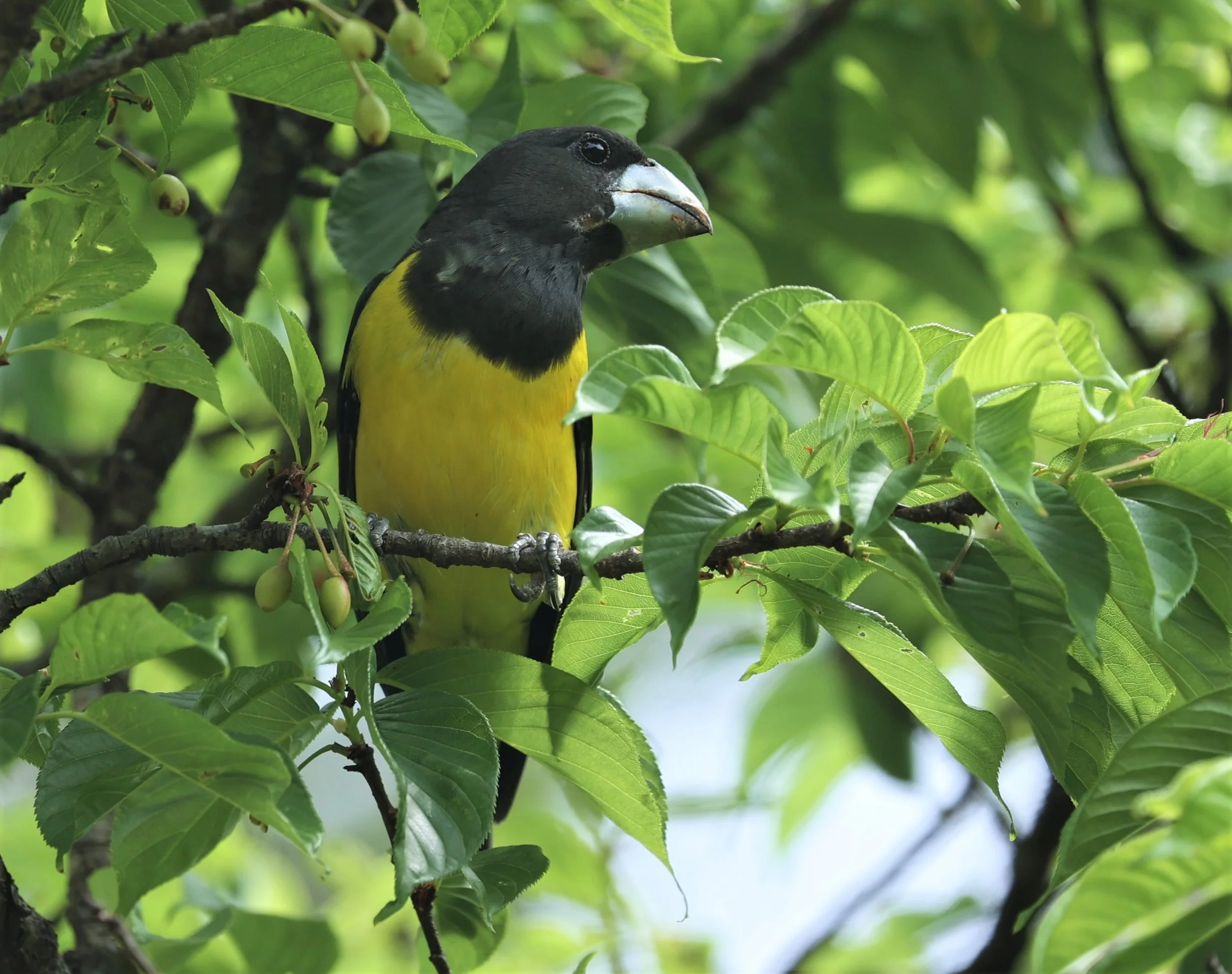 Spot-winged Grosbeak (Mycerobas melanozanthos) Doi Ang Kang, Chiang Mai Thailand (126).jpg