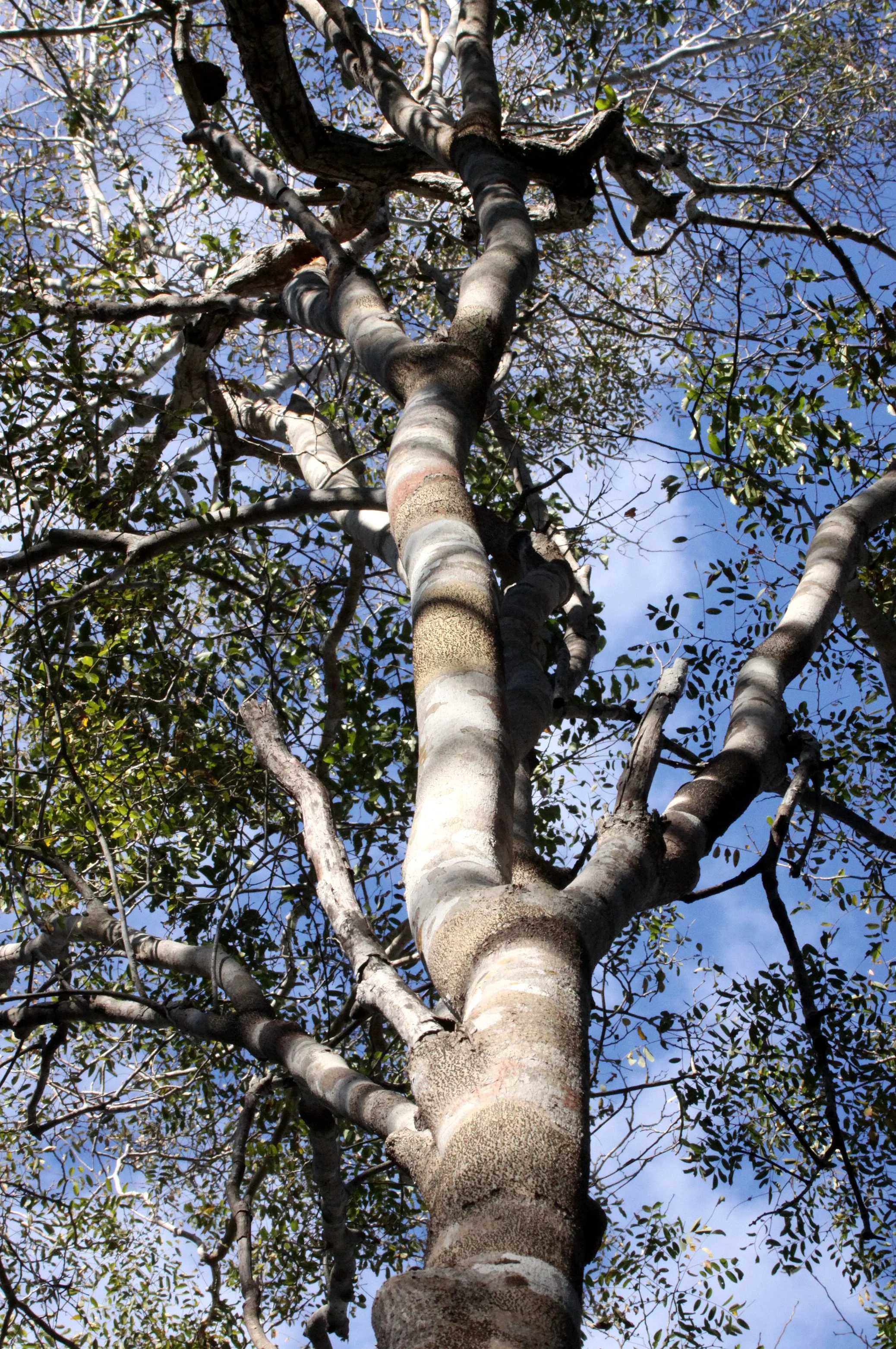 PLANT - SPECIES - KIRINDY NATIONAL PARK - MADAGASCAR (9).JPG