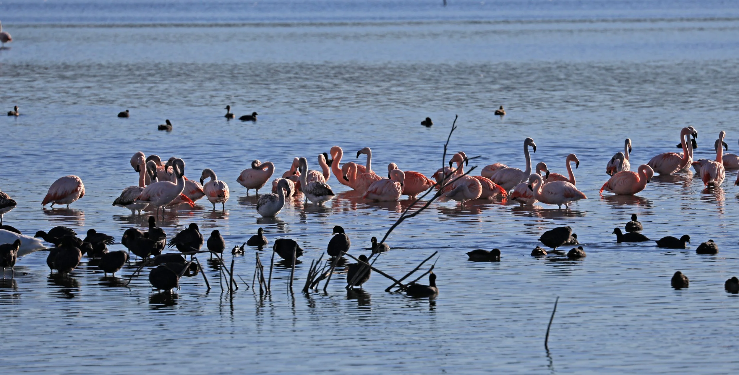 Chilean Flamingo (Phoenicopterus chilensis) Lagunas del Ornitólogo, Trelew Argentina (48).jpg