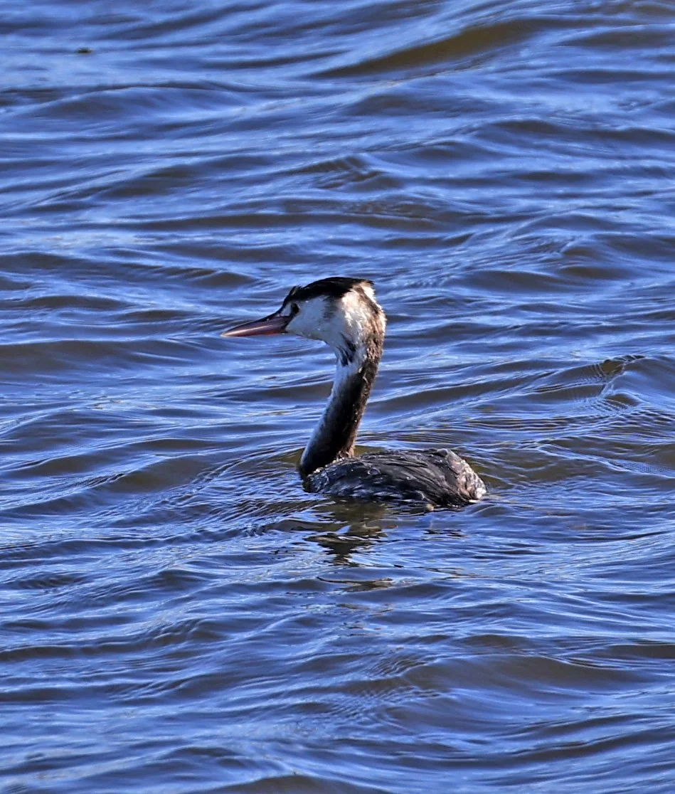 Great Crested Grebe (Podiceps cristatus) Shimotonda Sadowaracho Birding Ponds Miyazaki Kyushu Japan (4).jpg