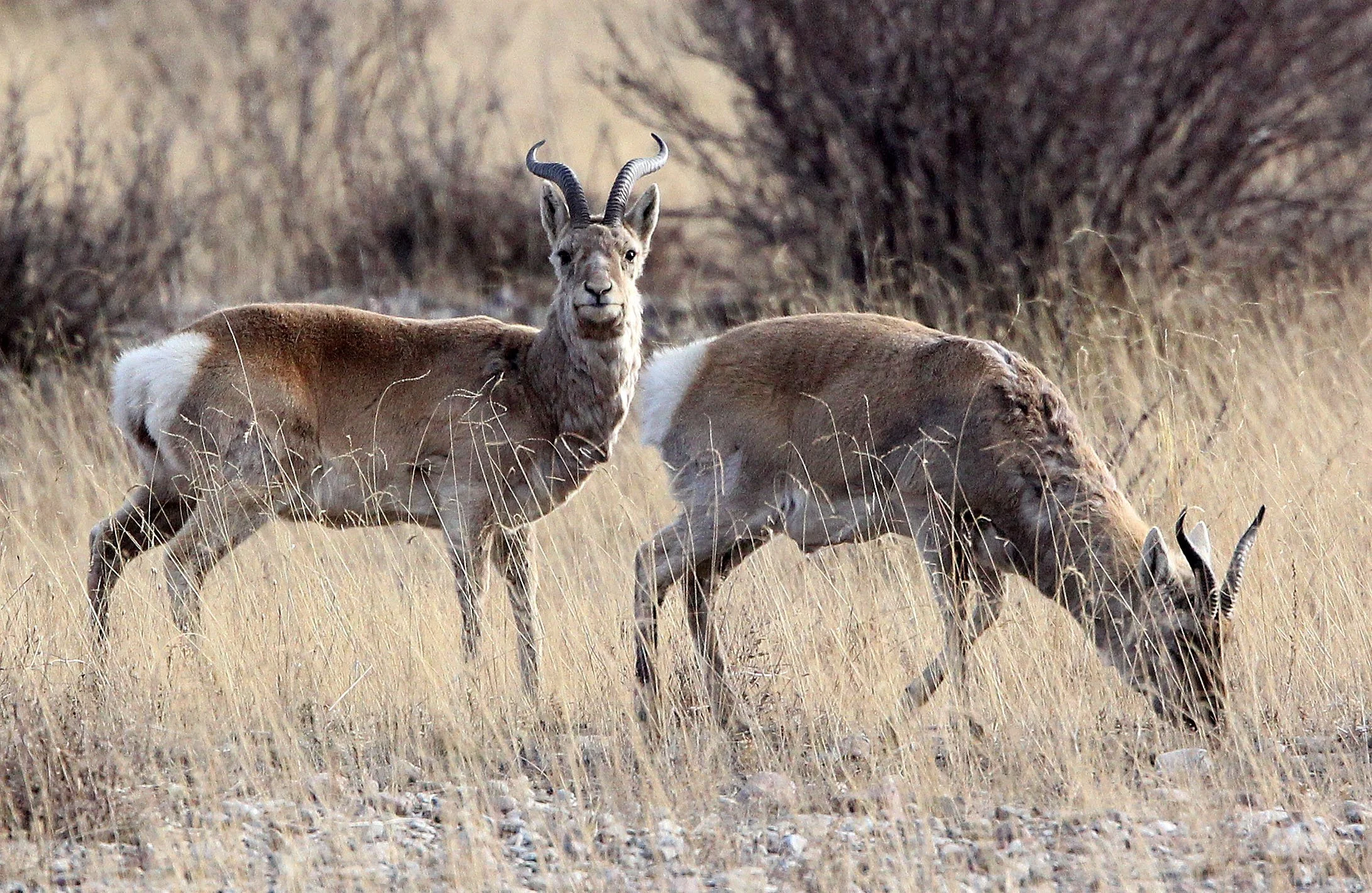 GAZELLE - PRZEWALSKI'S GAZELLE - Procapra przewalskii - QINGHAI LAKE CHINA (46).JPG