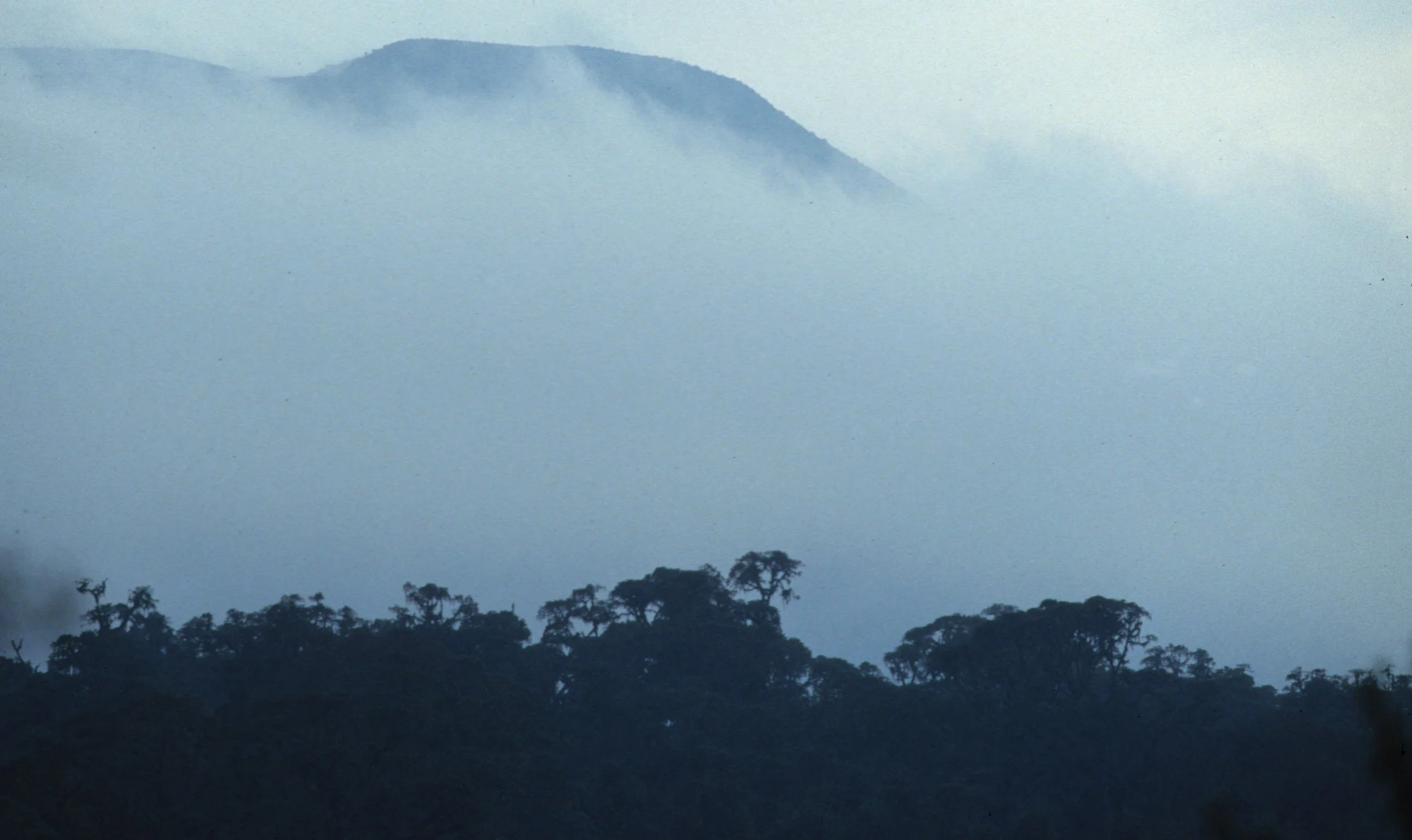 RWANDA - PARC DU VULCANS - MT VISOKE E.jpg