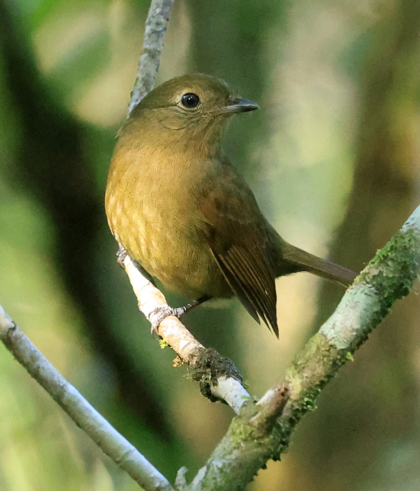 Greenish Schiffornis (Schiffornis virescens) Superagui National Park, Brazil (11).jpg