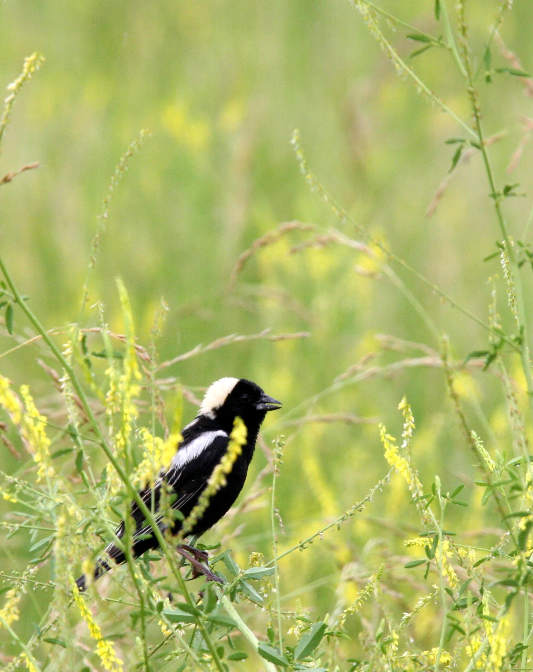 Bobolink (Dolichonyx oryzivorus) McKee Marsh Illinois (13).JPG