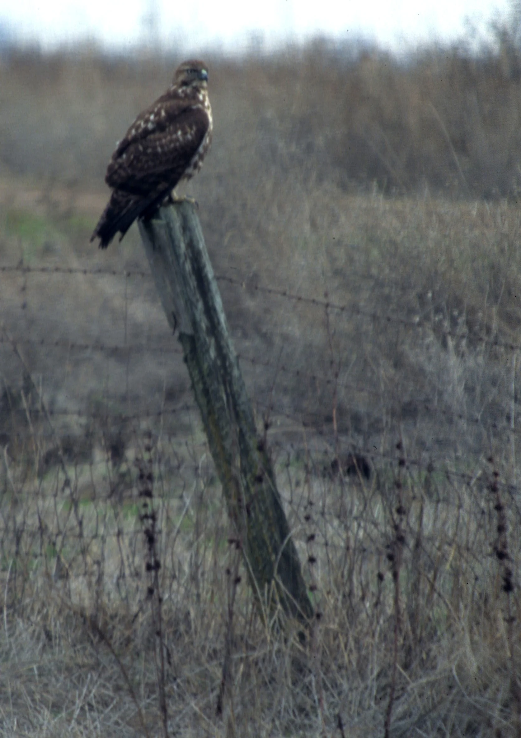 Buteo jamaicensis - RED-TAILED HAWK - SACRAMENTO VALLEY (1).jpg