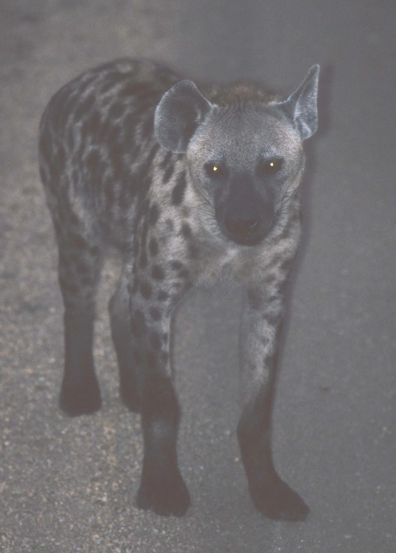 HYENA - SPOTTED - UGANDA.jpg