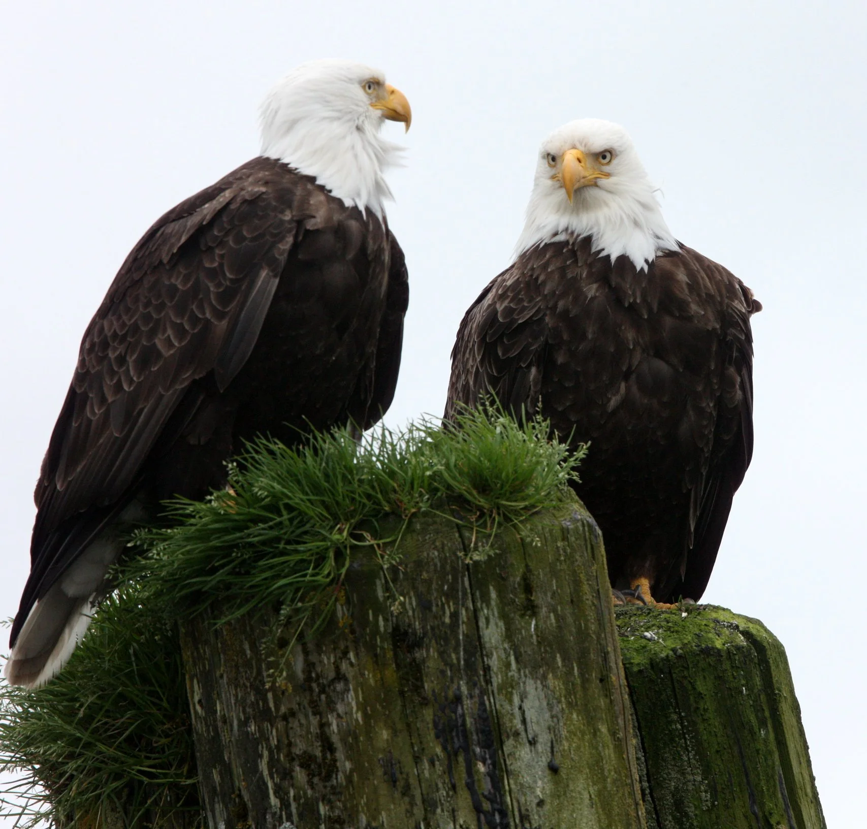 Haliaeetus leucocephalus - AMERICAN BALD EAGLE - KNIGHT INLET BRITISH COLUMBIA (78).JPG
