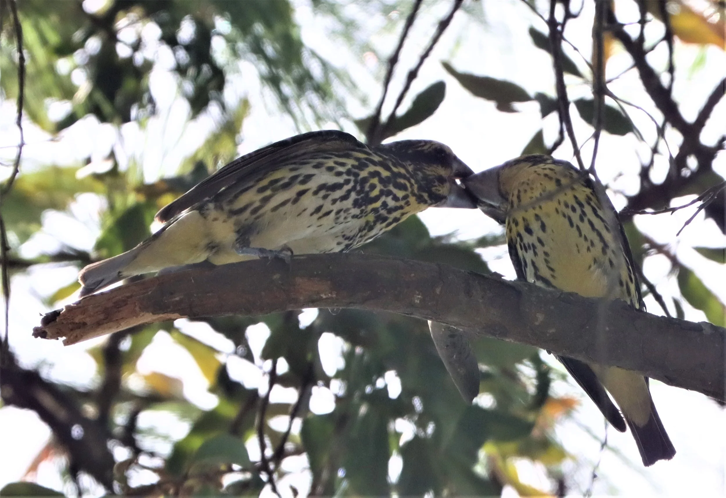 Spot-winged Grosbeak (Mycerobas melanozanthos) Doi Ang Kang, Chiang Mai Thailand (43).jpg