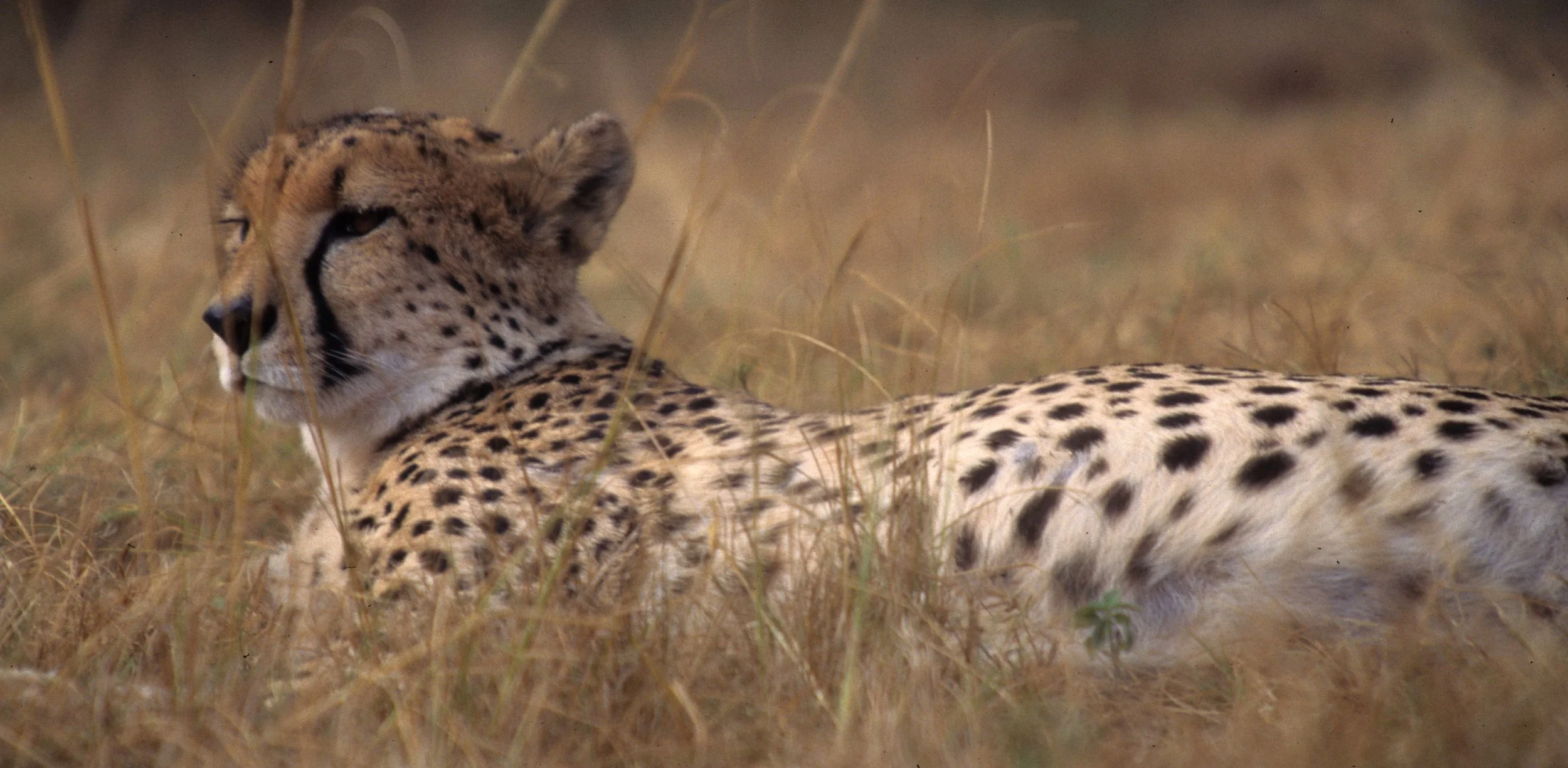 FELID - CHEETAH - KRUGER (17).jpg