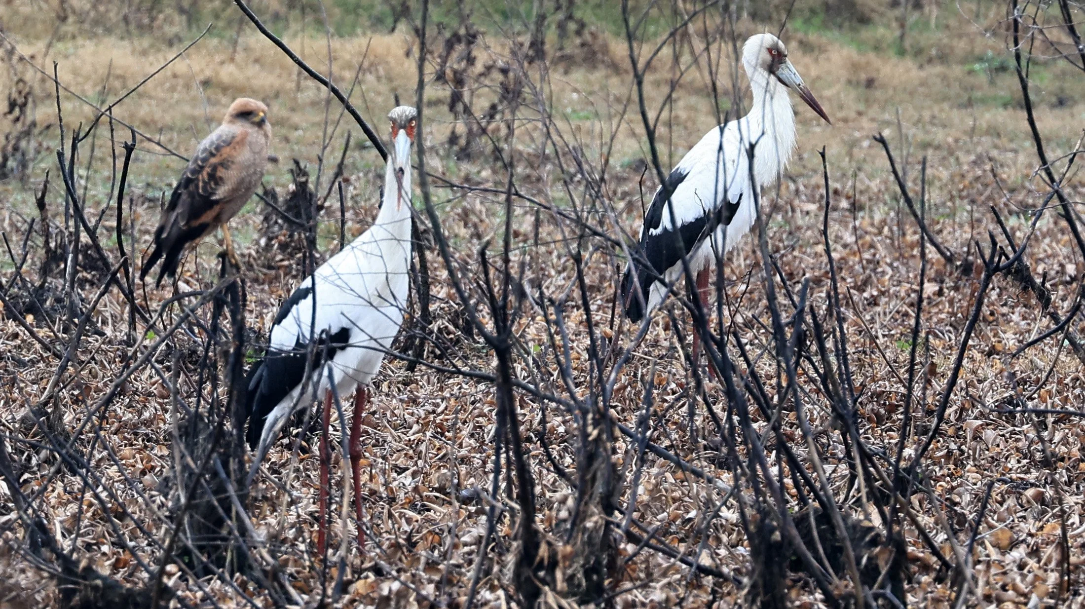 Maguari Stork (Ciconia maguari) Reserva Natural Ceibas, Entre Rios, Argentina (12).jpg