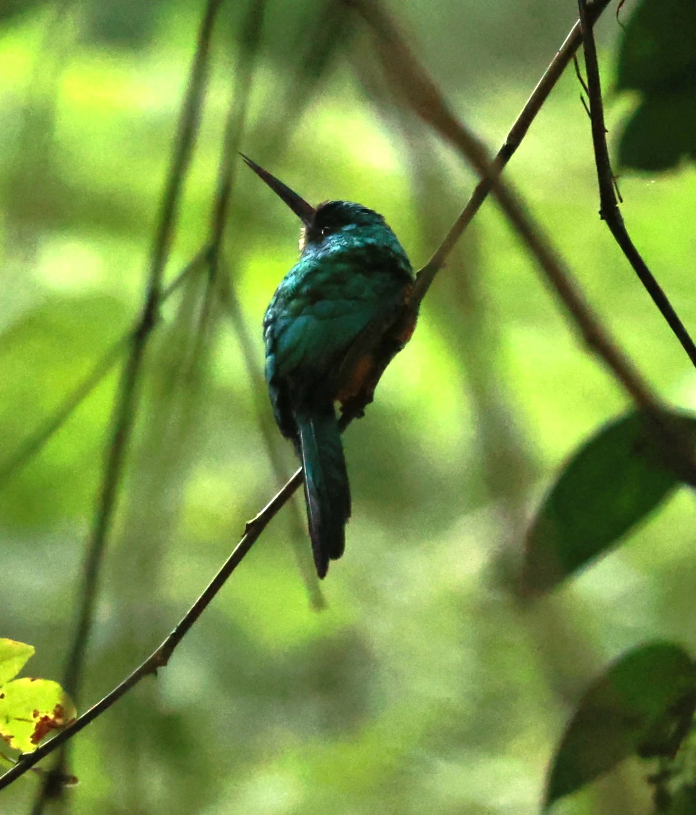 Jacamar - Rufous-tailed Jacamar - Galbula ruficauda - Feliciano Miguel Abdala Reserve (Caratinga Biological Reserve), ES (3).JPG