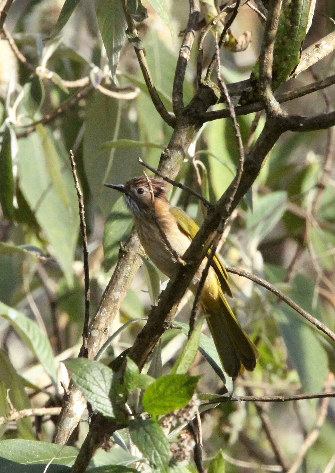 BULBUL - MOUNTAIN BULBUL - Ixos mcclellandii - WULIANGSHAN NATURE RESERVE YUNNAN CHINA (2).JPG