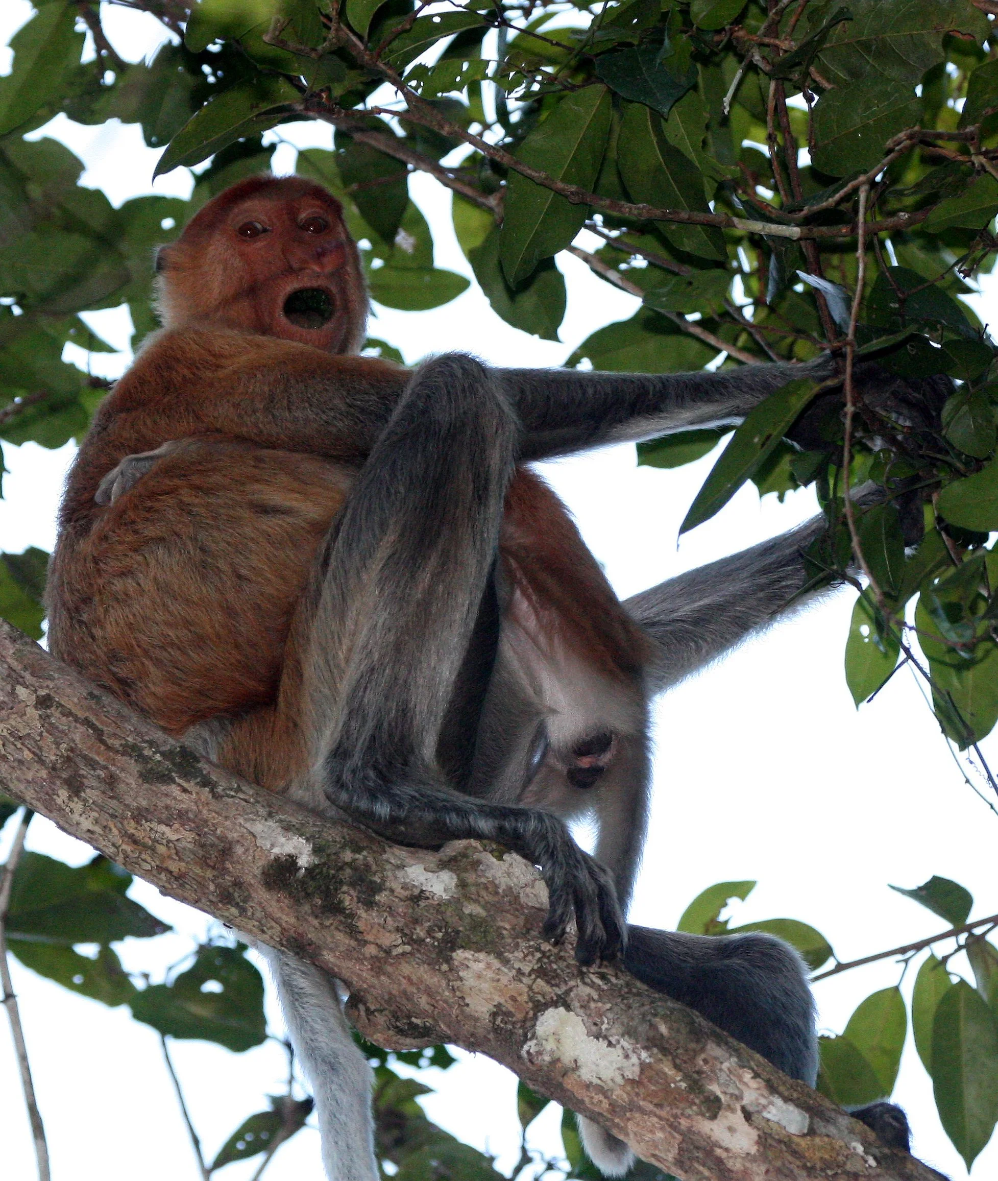 CERCOPITHECIDAE - Nasalis larvatus -PROBOSCIS MONKEY TROOP - KINABATANGAN RIVER BORNEO  (19).JPG