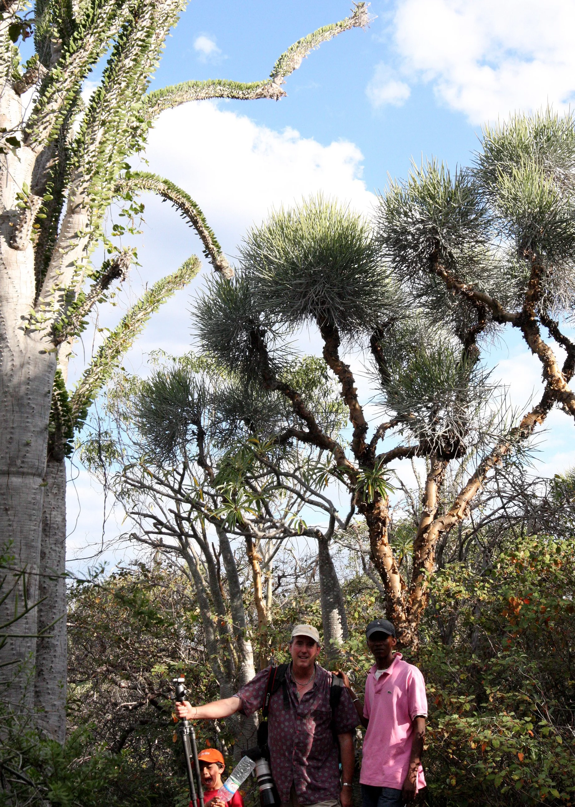 PLANT - ALLUAUDIA PROCERA WITH EUPHORBIA LEUCODENDRON - ANDOHAHELA NATIONAL PARK MADGASCAR - TREKKING THE WOODLANDS (3).JPG