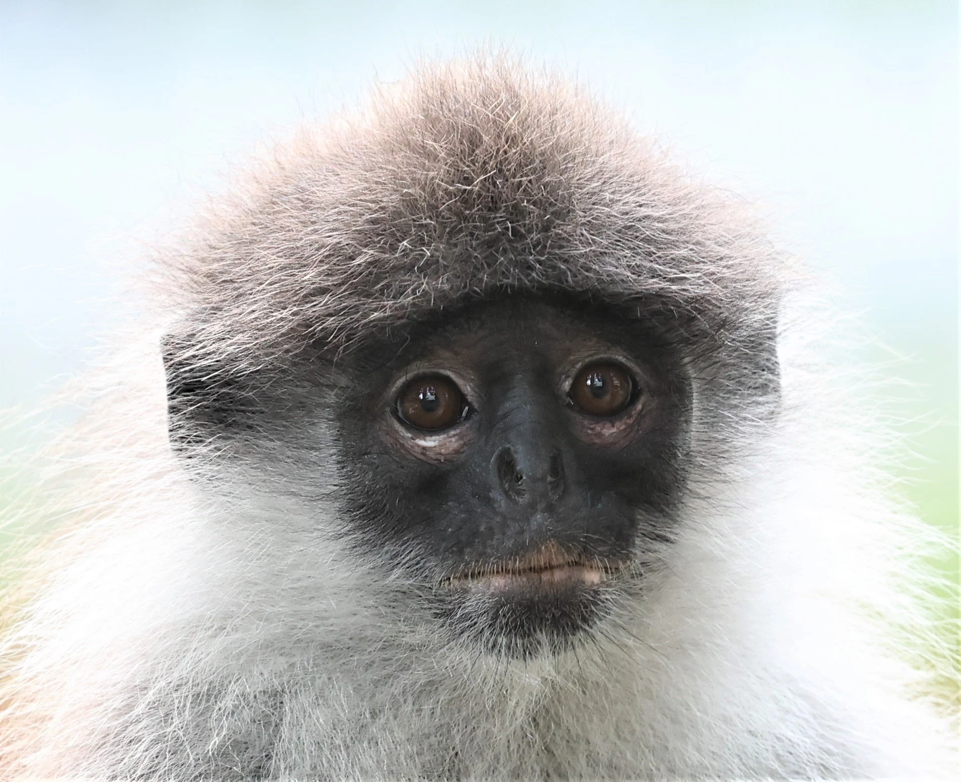 Presbytis siamensis - WHITE-THIGHED SURILI (LANGUR) - FRASER'S HILL, MALAYSIA JUNE 2022 (87).jpg