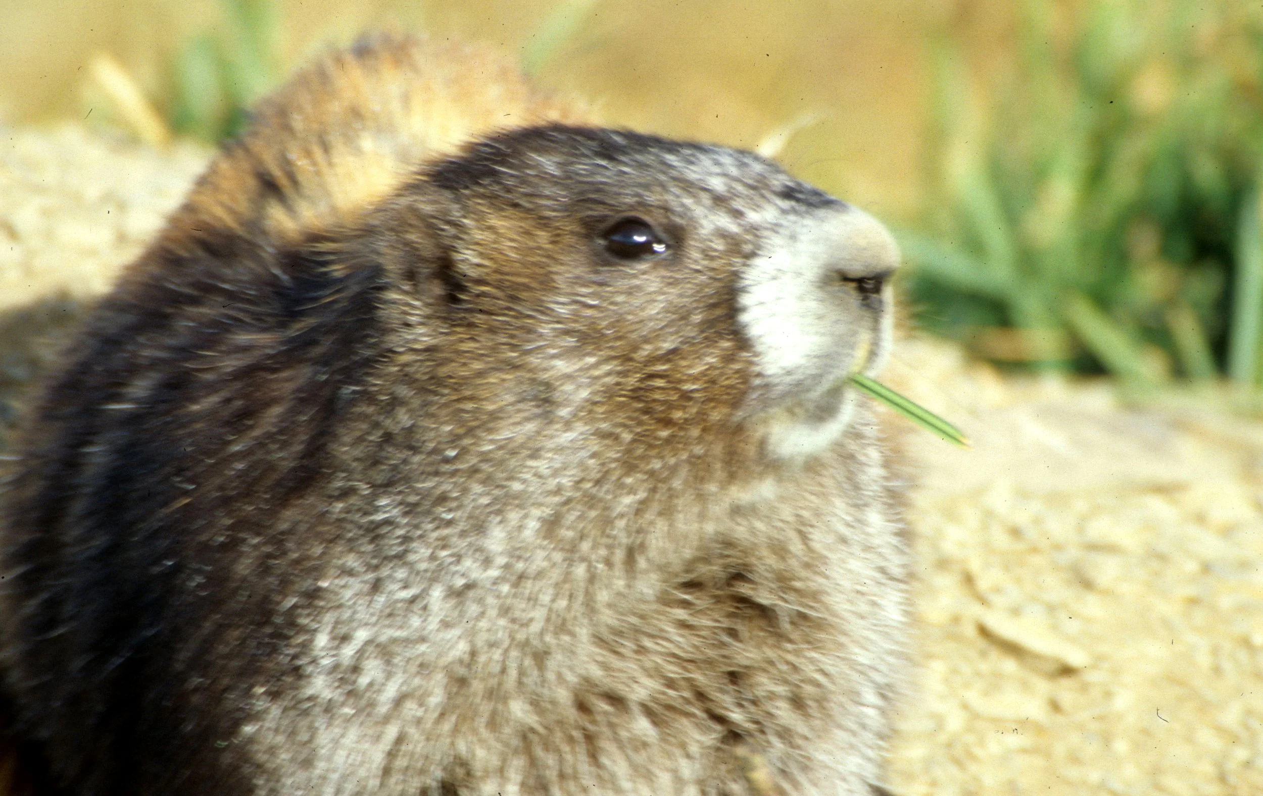 RODENTIA - MARMOT - OLYMPIC - MARMOTA OLYMPICA I.jpg
