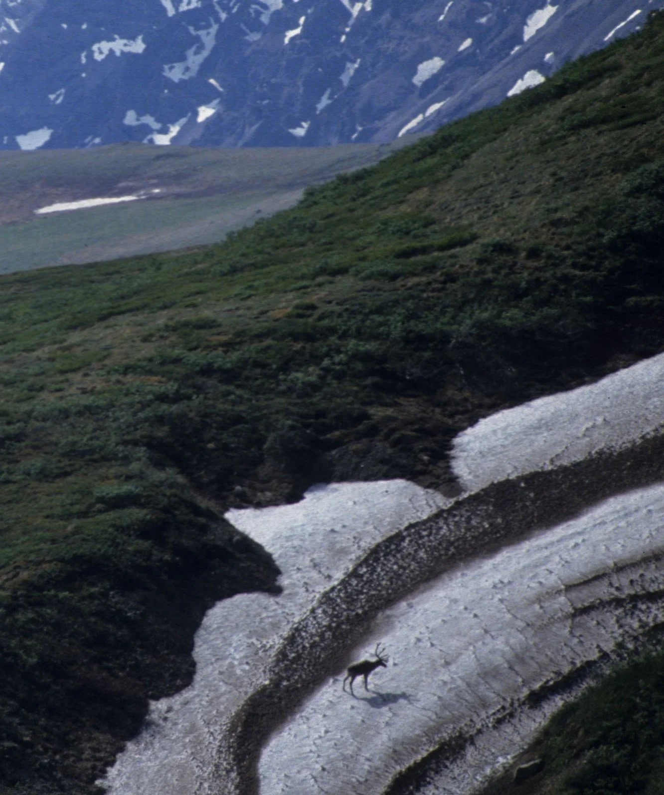 ALASKA - DENALI NP - CARIBOU ON ICE A.jpg