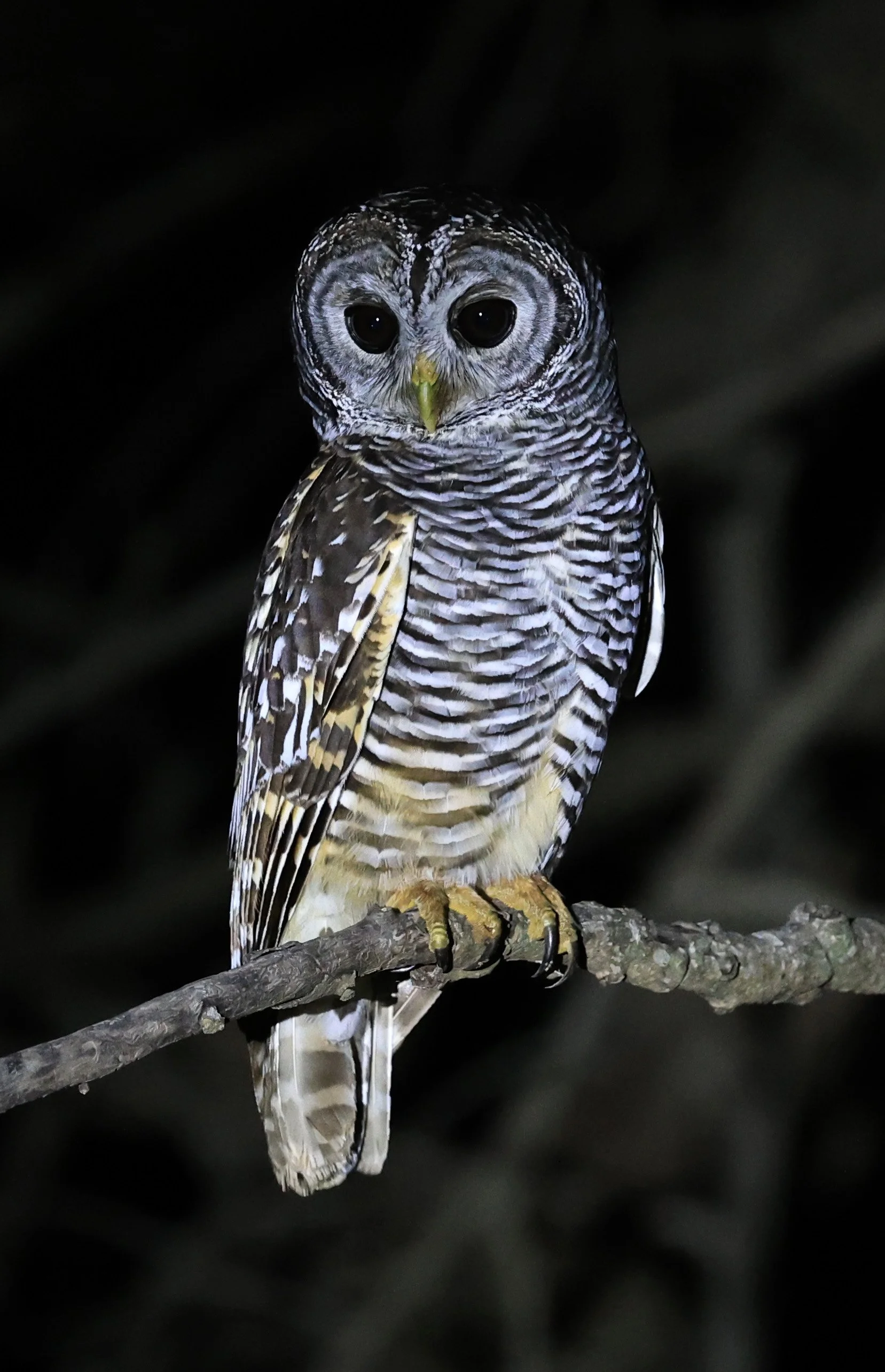 Chaco Owl (Strix chacoensis) Reserva Nueland  Selva Serena (3).jpg